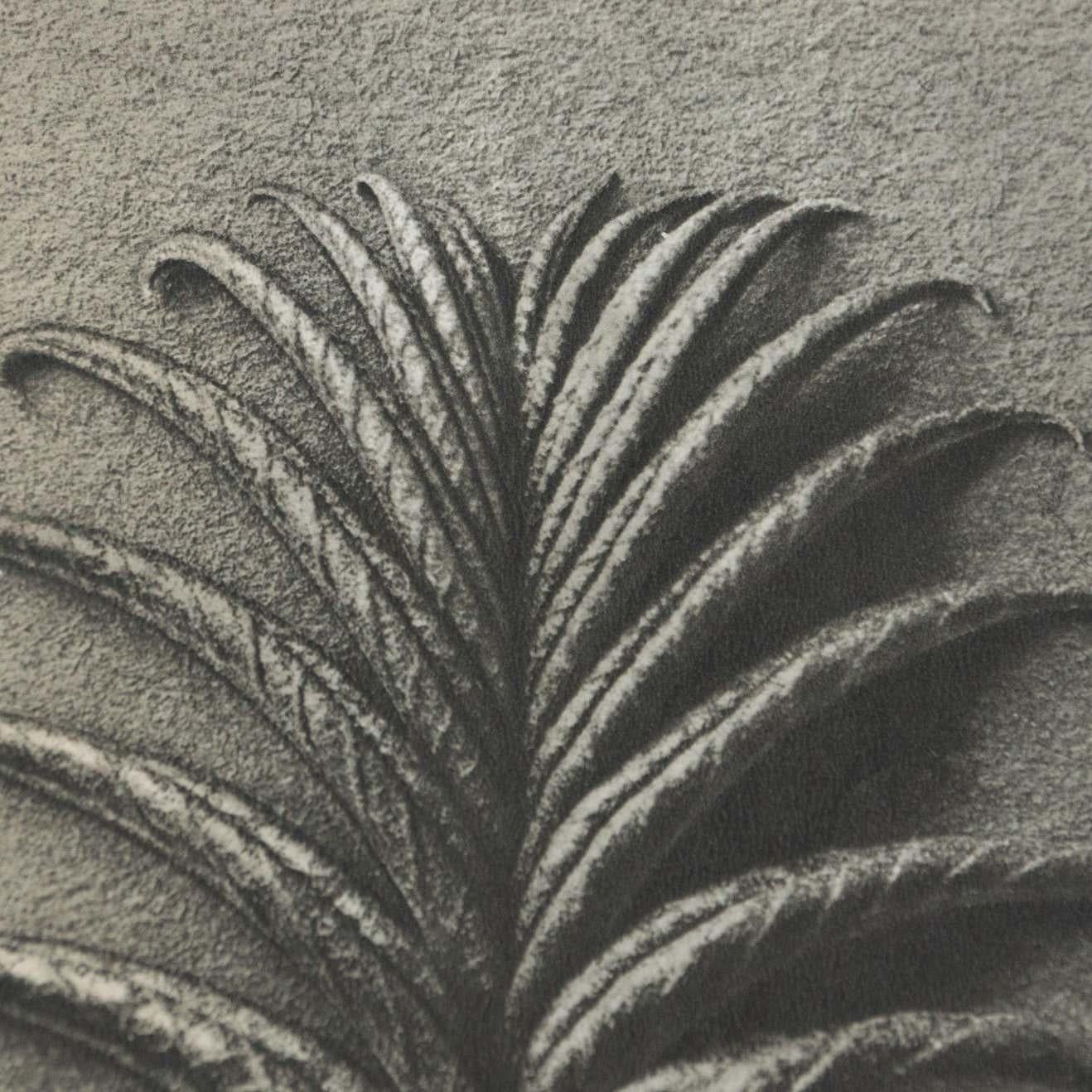 Karl Blossfeldt Fotograbado blanco negro de flores Fotografía botánica, 1942 mediados del siglo XX en venta