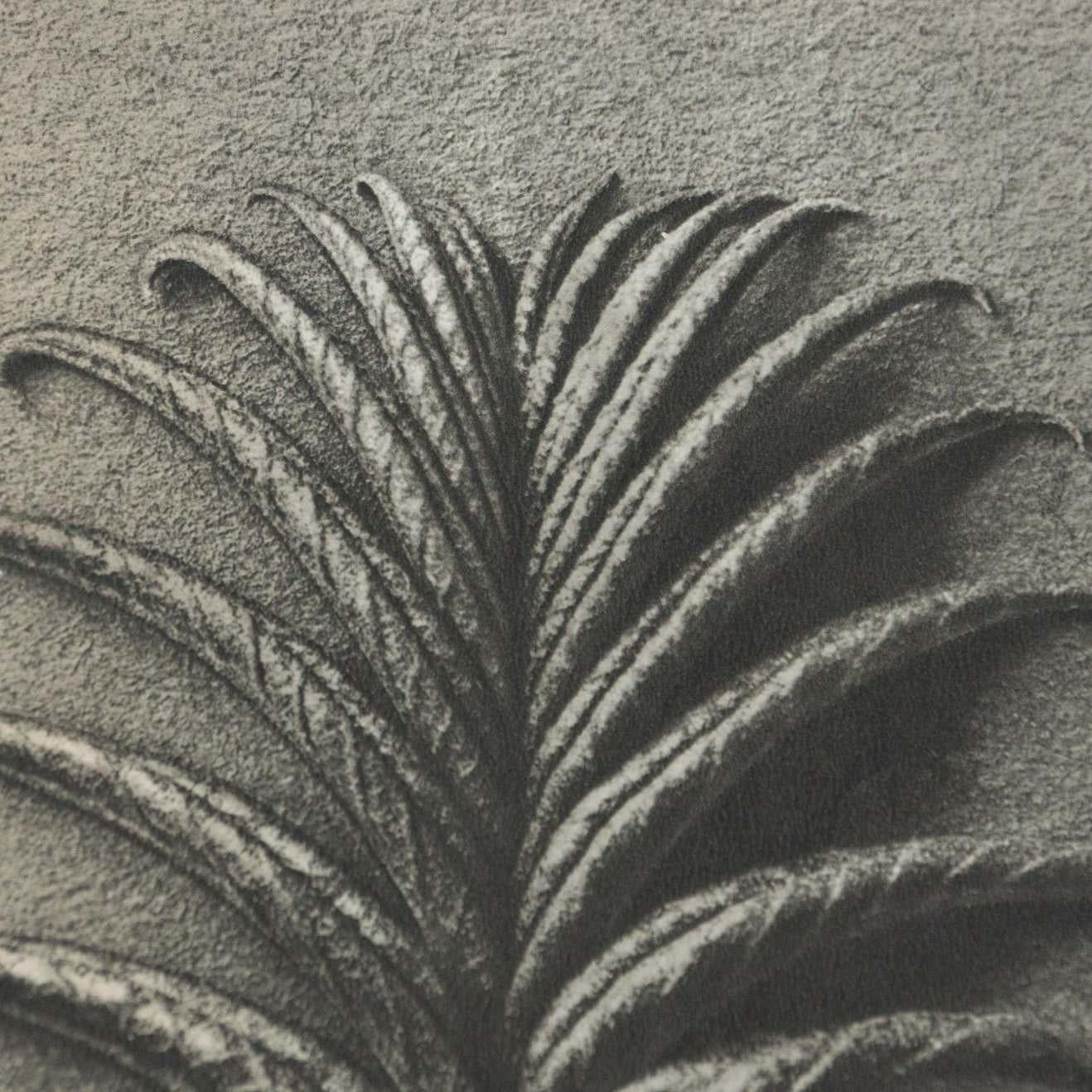 Milieu du XXe siècle Karl Blossfeldt, photogravure de fleurs noires et blanches, photographie botanique, 1942 en vente