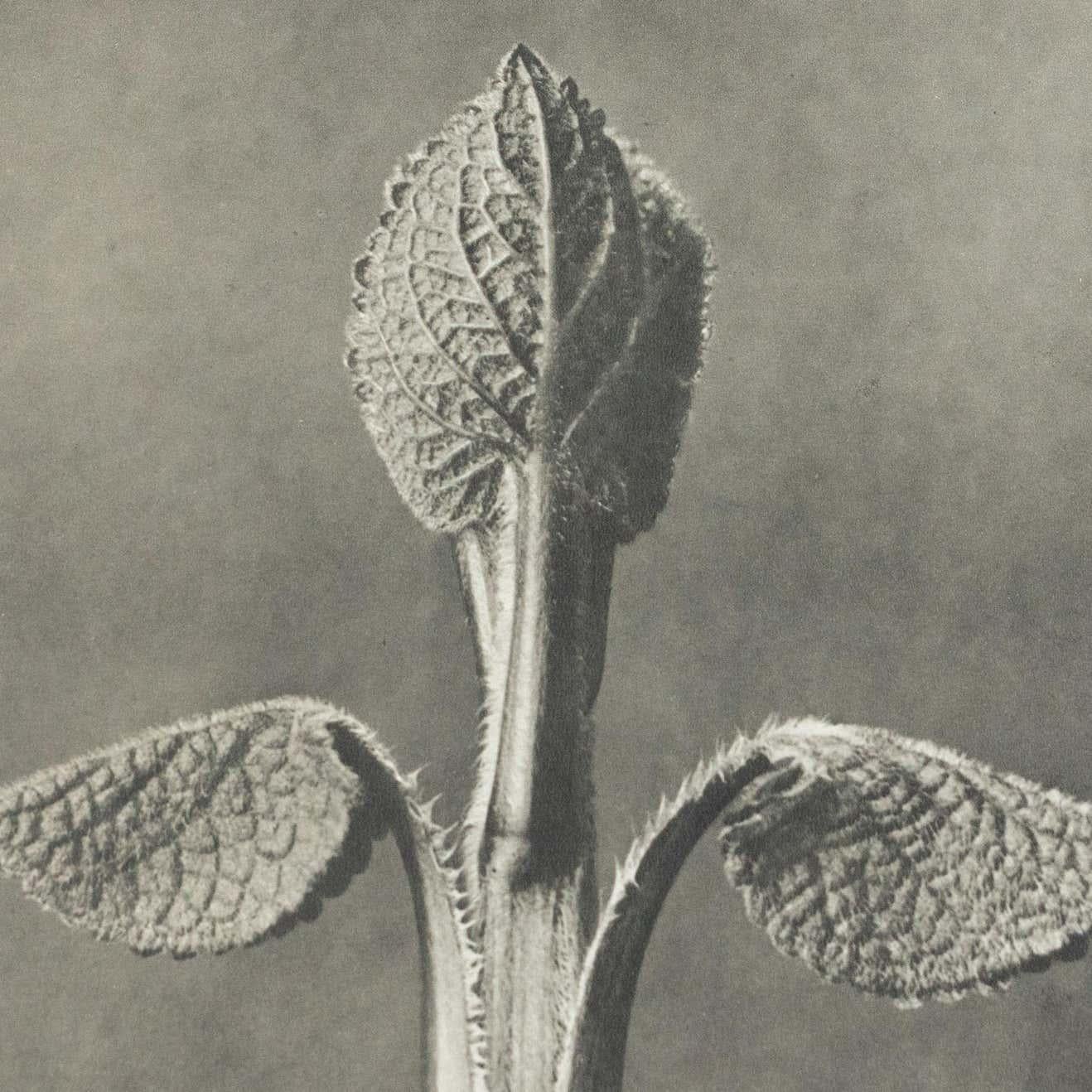 Karl Blossfeldt Black White Flower Photogravure Botanic Photography Karl Blossfeldt Black White Flower Photogravure Botanic Photography