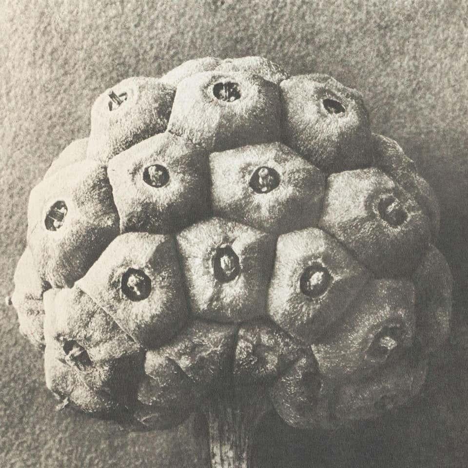 Milieu du XXe siècle Karl Blossfeldt, photogravure de fleurs noires et blanches, photographie botanique, 1942 en vente