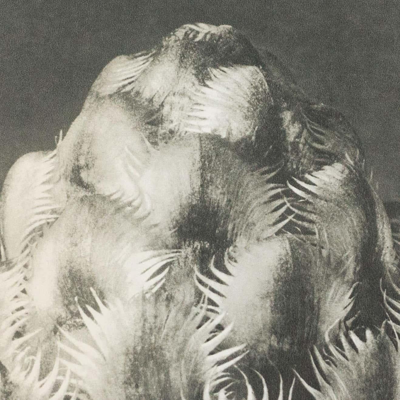 Karl Blossfeldt Schwarz-Weiß-Blumen-Fotogravur, botanische Fotografie, 1942 (Mitte des 20. Jahrhunderts) im Angebot