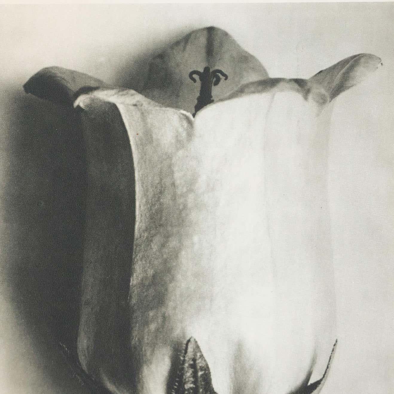 Milieu du XXe siècle Karl Blossfeldt, photogravure de fleurs noires et blanches, photographie botanique, 1942 en vente