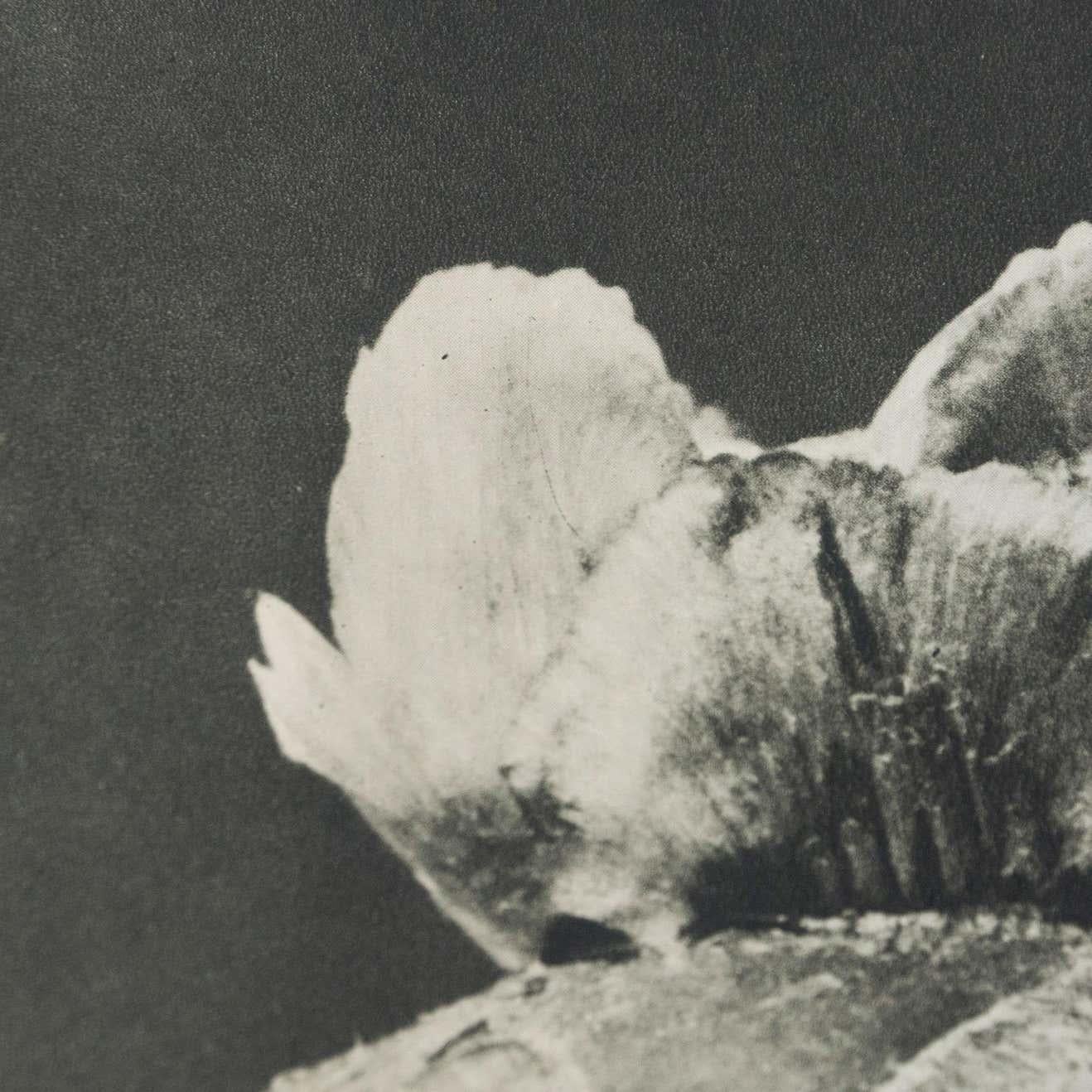 Metà XX secolo Karl Blossfeldt Fotografia botanica in bianco e nero con fiori, 1942 in vendita