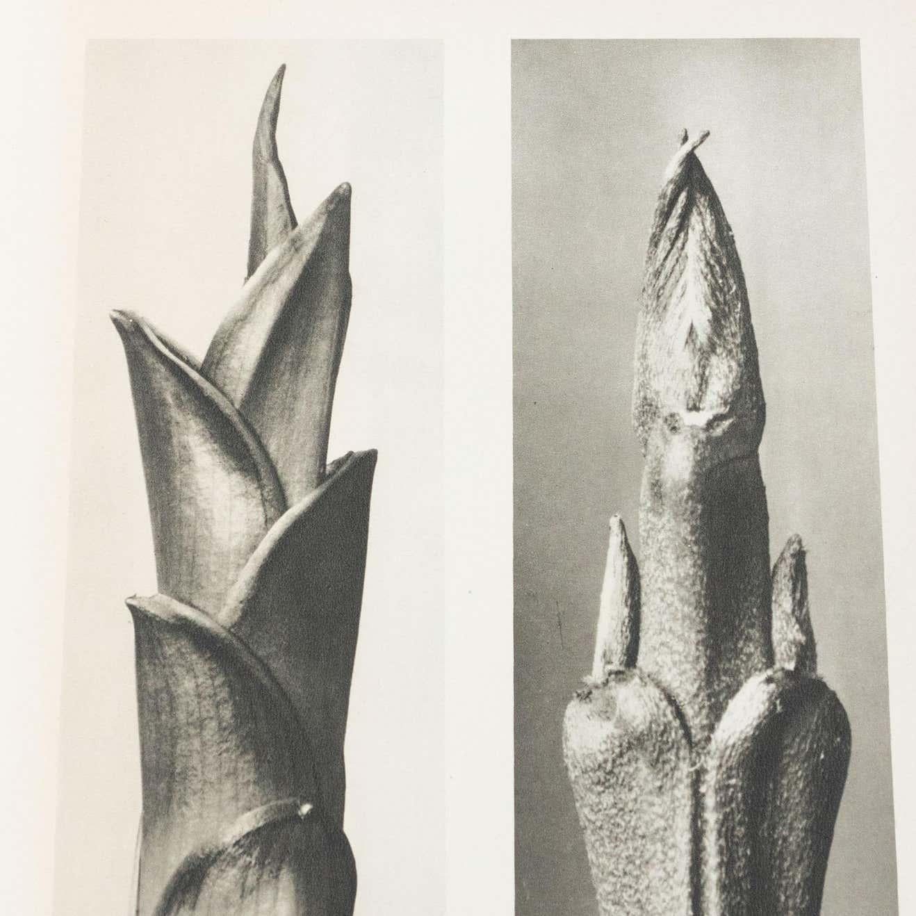 Milieu du XXe siècle Karl Blossfeldt, photogravure de fleurs noires et blanches, photographie botanique, 1942 en vente