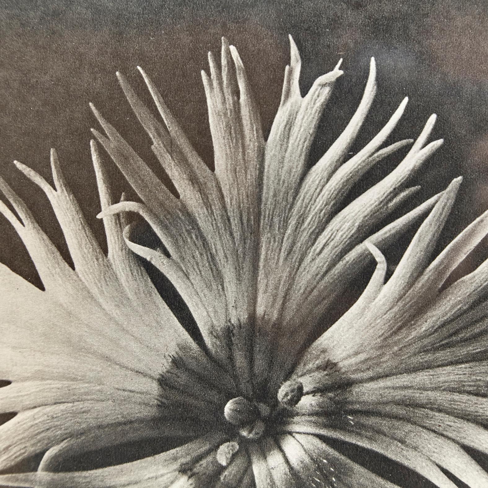 Paper Karl Blossfeldt Black White Flower Photogravure Botanic Photography, 1942