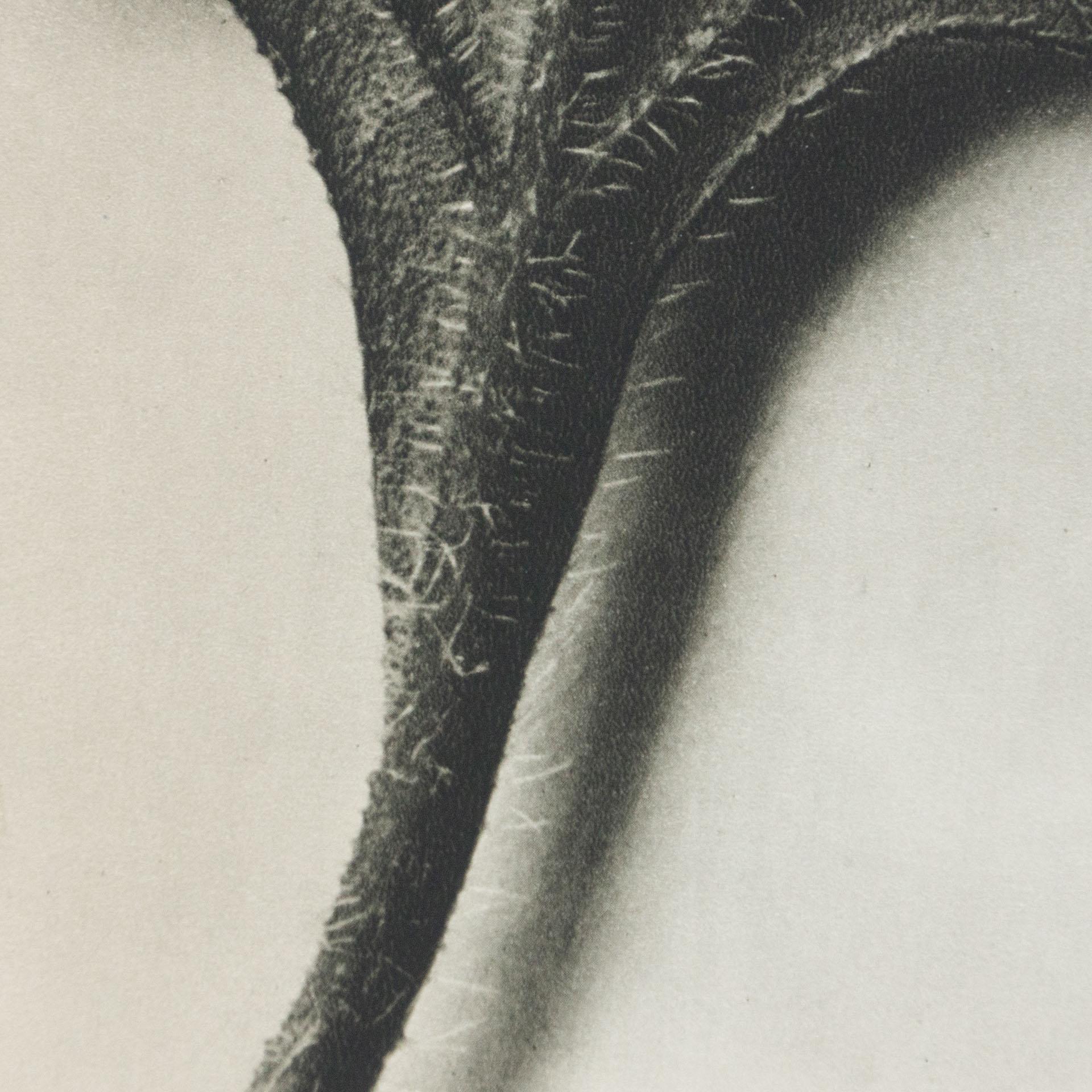 Karl Blossfeldt Schwarz-Weiß-Blumen-Fotogravur, Botanische Fotografie, 1942 (Papier) im Angebot