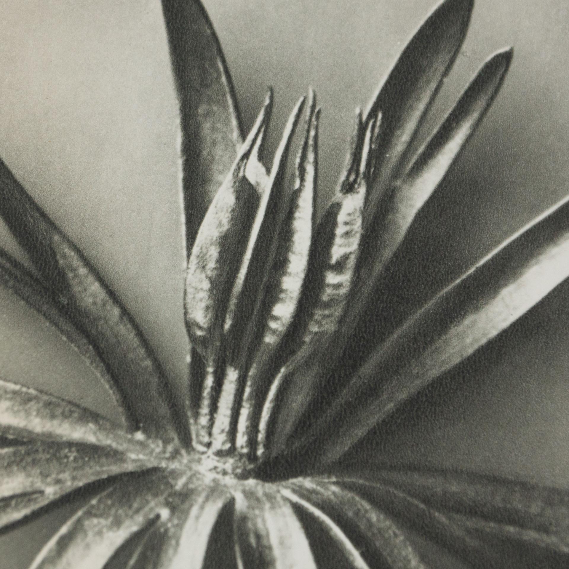 Paper Karl Blossfeldt Black White Flower Photogravure Botanic Photography, 1942