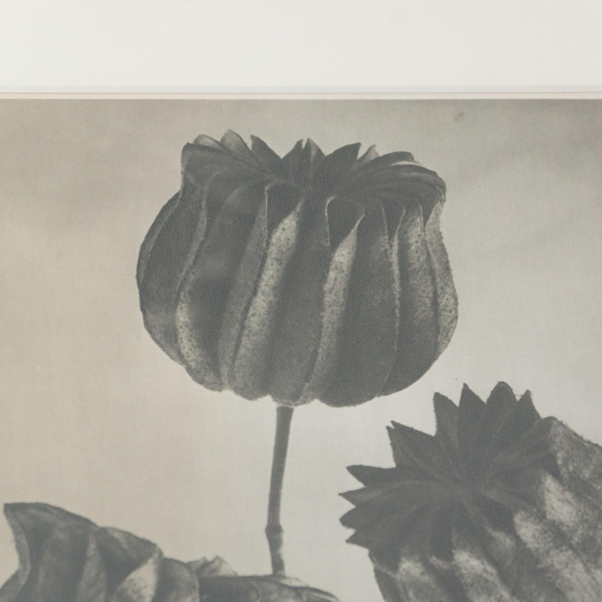 Paper Karl Blossfeldt Black White Flower Photogravure Botanic Photography, 1942