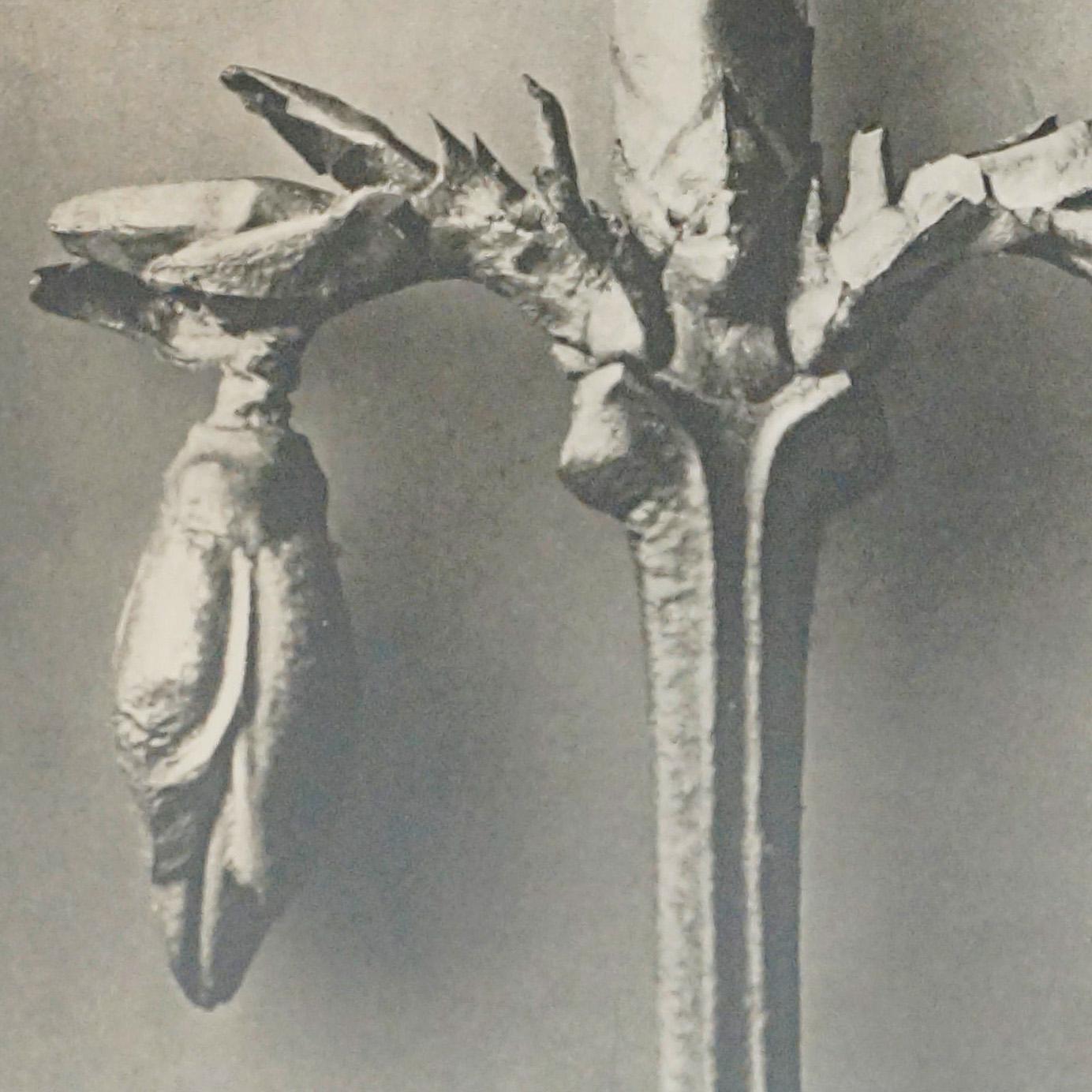 Karl Blossfeldt Schwarz-Weiß-Blumen-Fotogravur, botanische Fotografie, 1942 (Papier) im Angebot