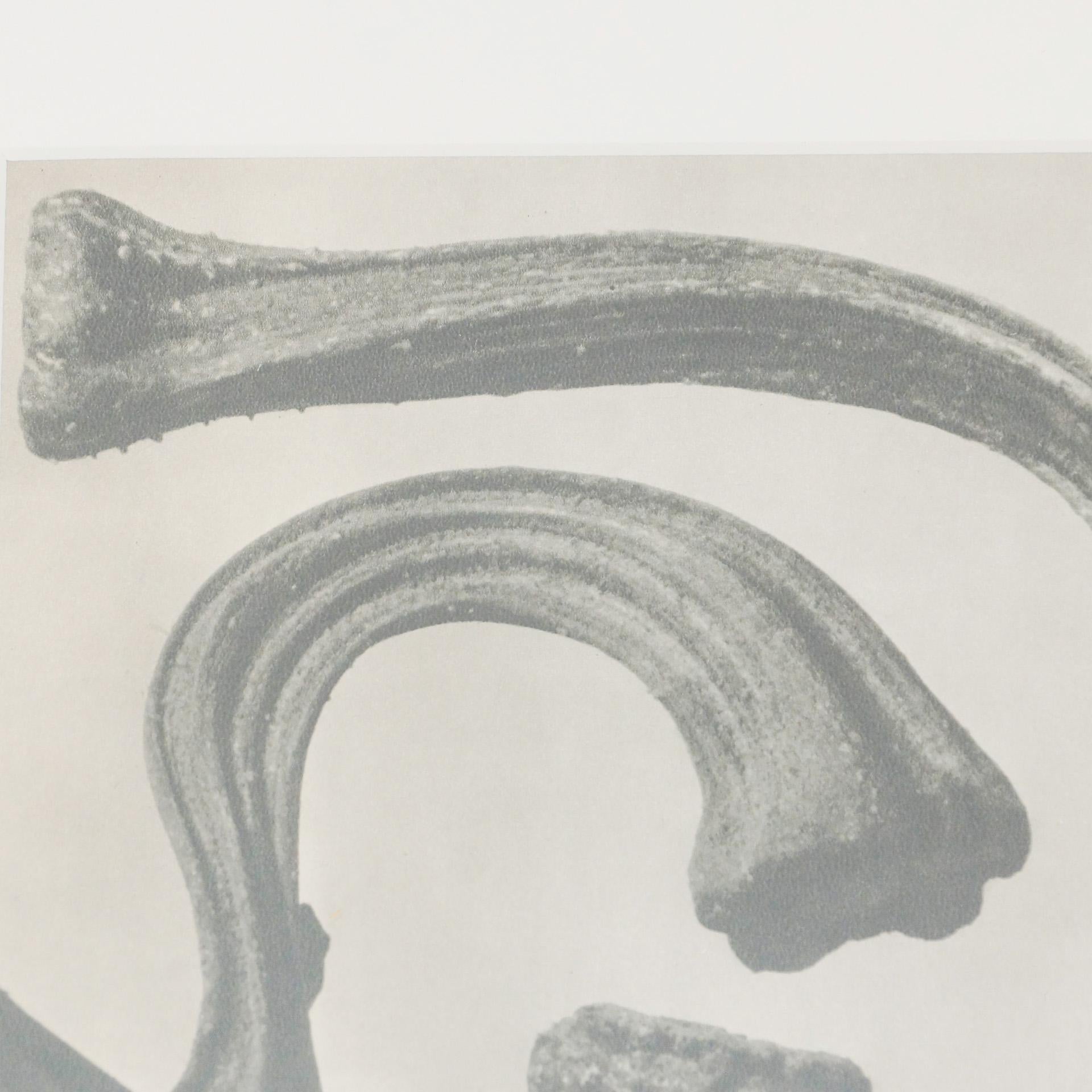 Papier Karl Blossfeldt, photogravure de fleurs noires et blanches, photographie botanique, 1942 en vente