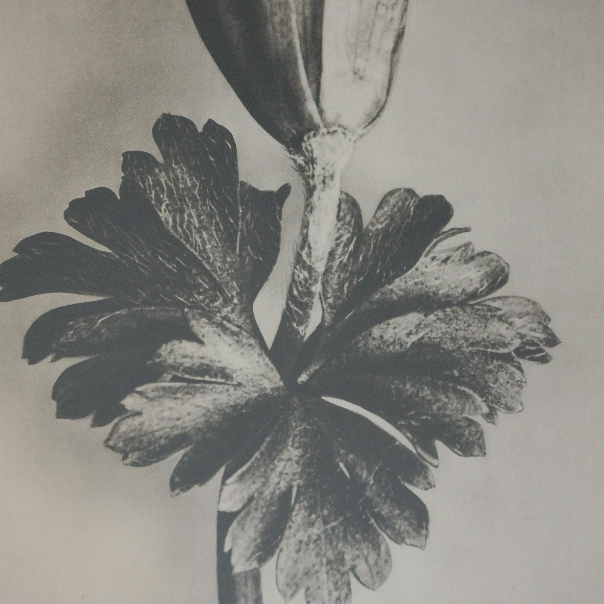 Paper Karl Blossfeldt Black White Flower Photogravure Botanic Photography, 1942 For Sale