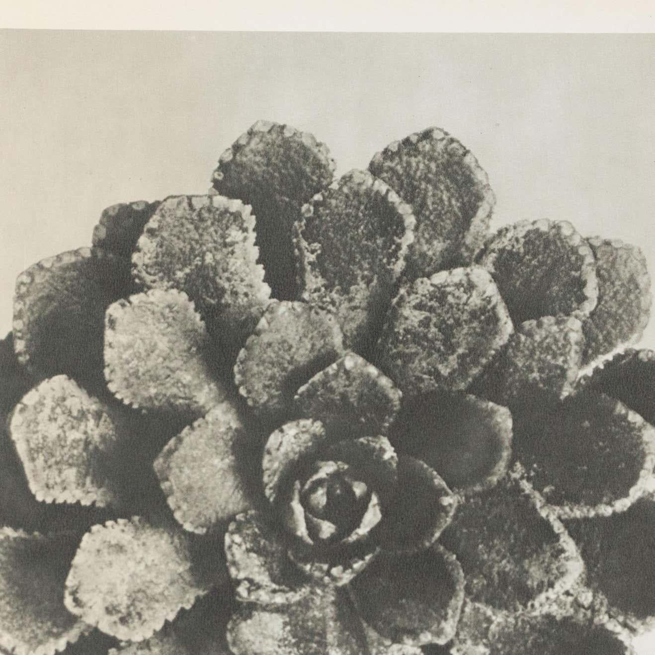 Karl Blossfeldt Schwarz-Weiß-Blumen-Fotogravur, Botanische Fotografie, 1942 (Papier) im Angebot