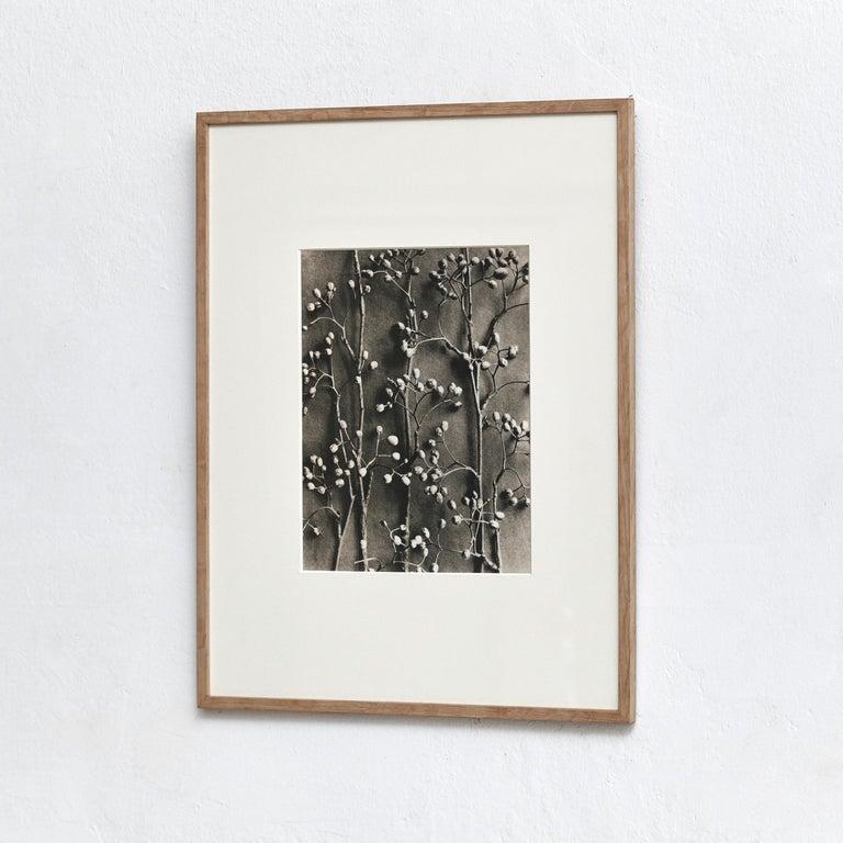Carta Karl Blossfeldt Fotografia botanica in bianco e nero con fiori, 1942 in vendita
