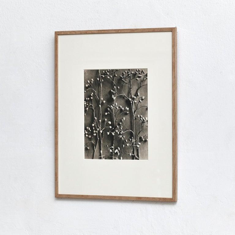 Karl Blossfeldt Schwarz-Weiß-Blumen-Fotogravur, Botanische Fotografie, 1942 (Papier) im Angebot