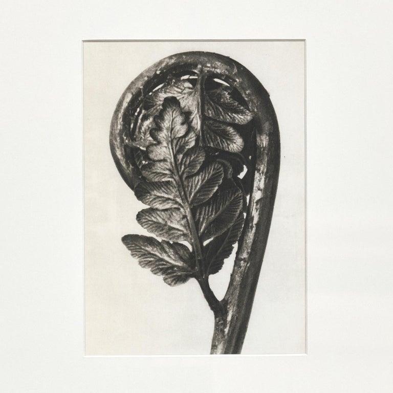 Carta Karl Blossfeldt Fotografia botanica in bianco e nero con fiori, 1942 in vendita