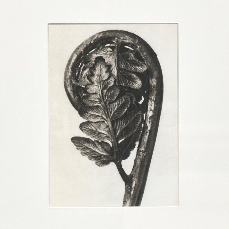 Papier Karl Blossfeldt, photogravure de fleurs noires et blanches, photographie botanique, 1942 en vente