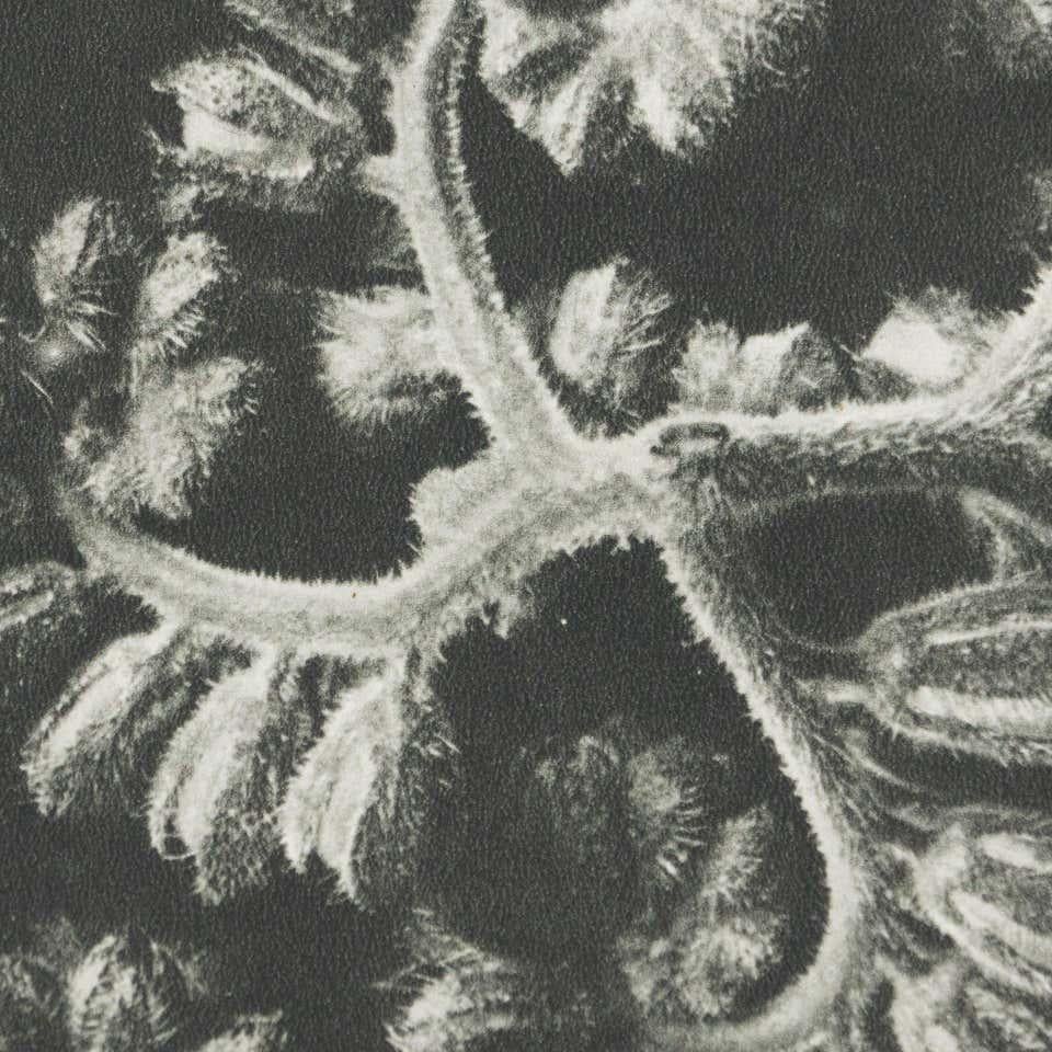 Papier Karl Blossfeldt, photogravure de fleurs noires et blanches, photographie botanique, 1942 en vente