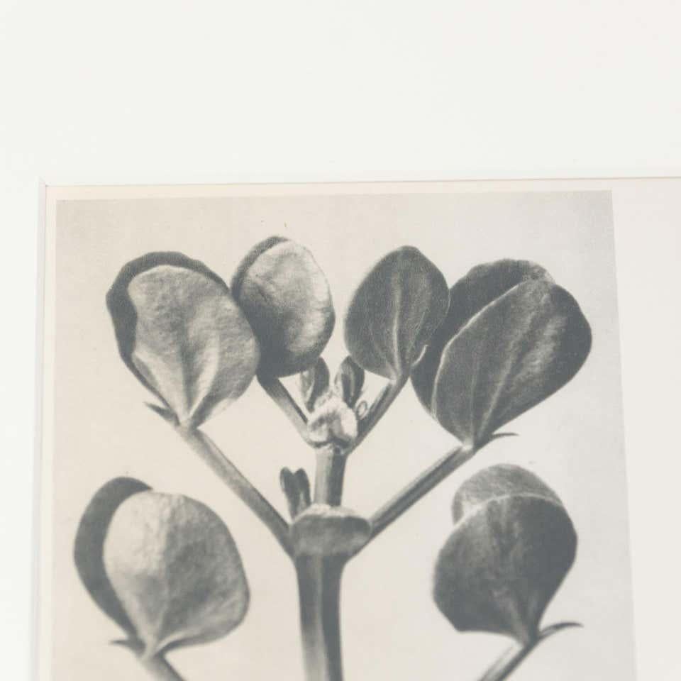 Karl Blossfeldt Schwarz-Weiß-Blumen-Fotogravur, Botanische Fotografie, 1942 (Papier) im Angebot