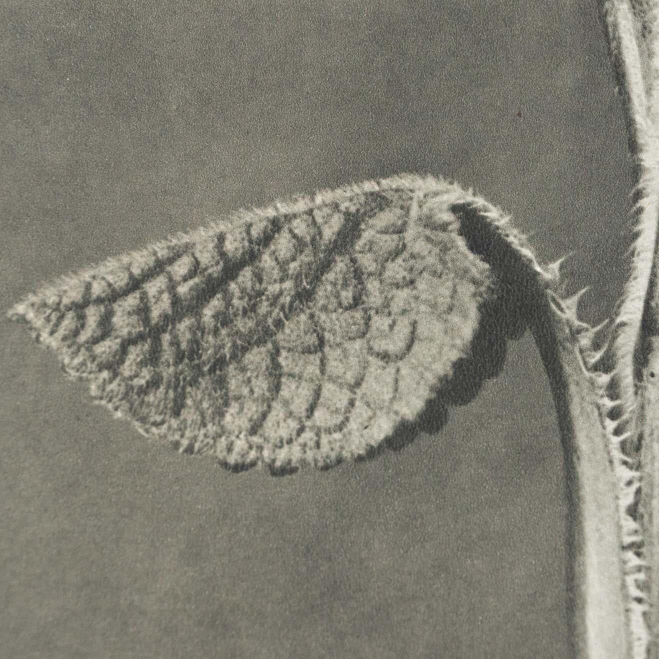 Papier Karl Blossfeldt, photogravure de fleurs noires et blanches, photographie botanique, 1942 en vente