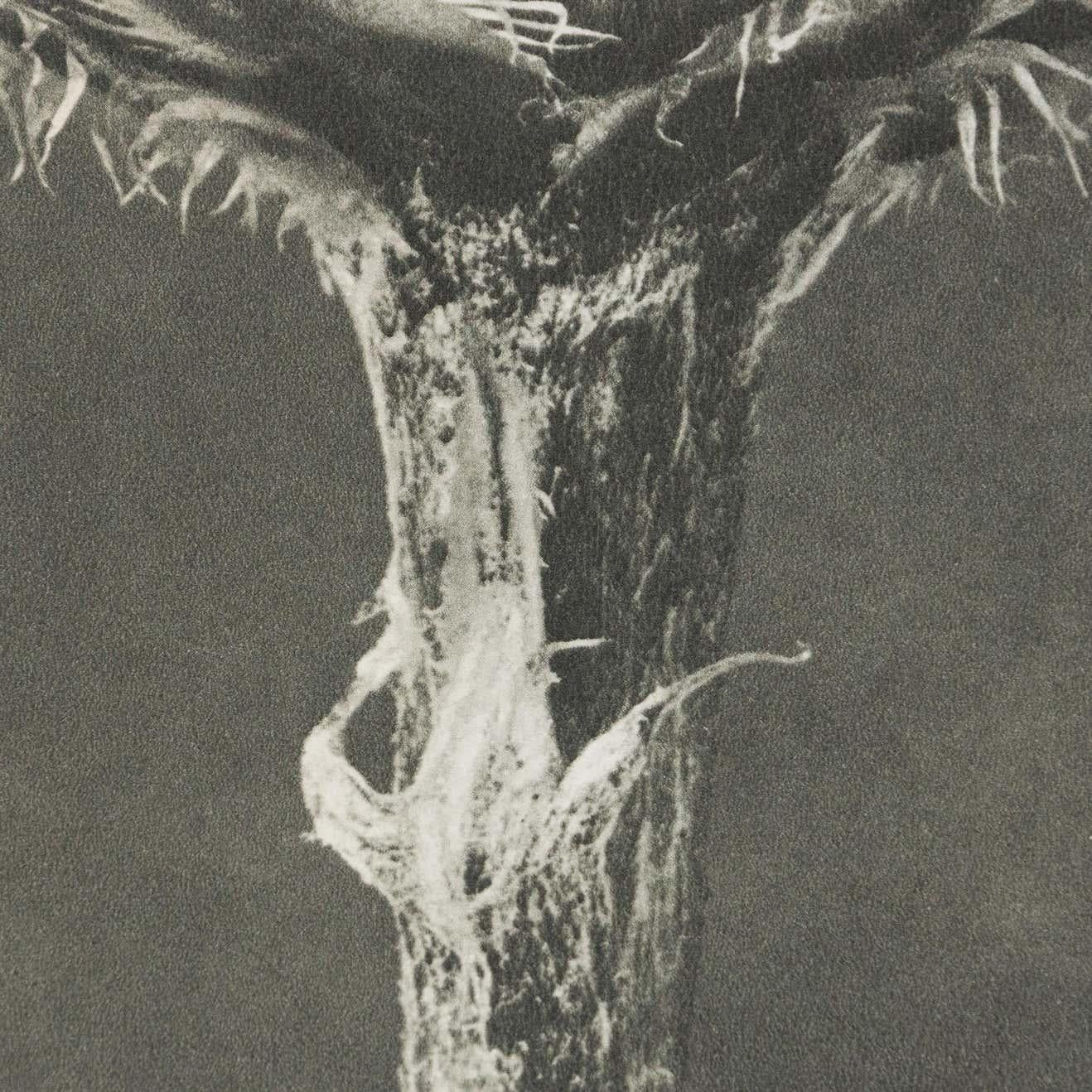 Karl Blossfeldt Schwarz-Weiß-Blumen-Fotogravur, botanische Fotografie, 1942 (Papier) im Angebot