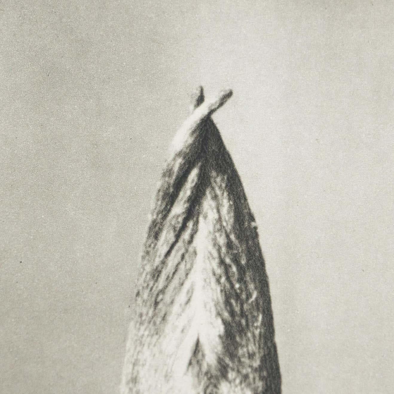 Carta Karl Blossfeldt Fotografia botanica in bianco e nero con fiori, 1942 in vendita