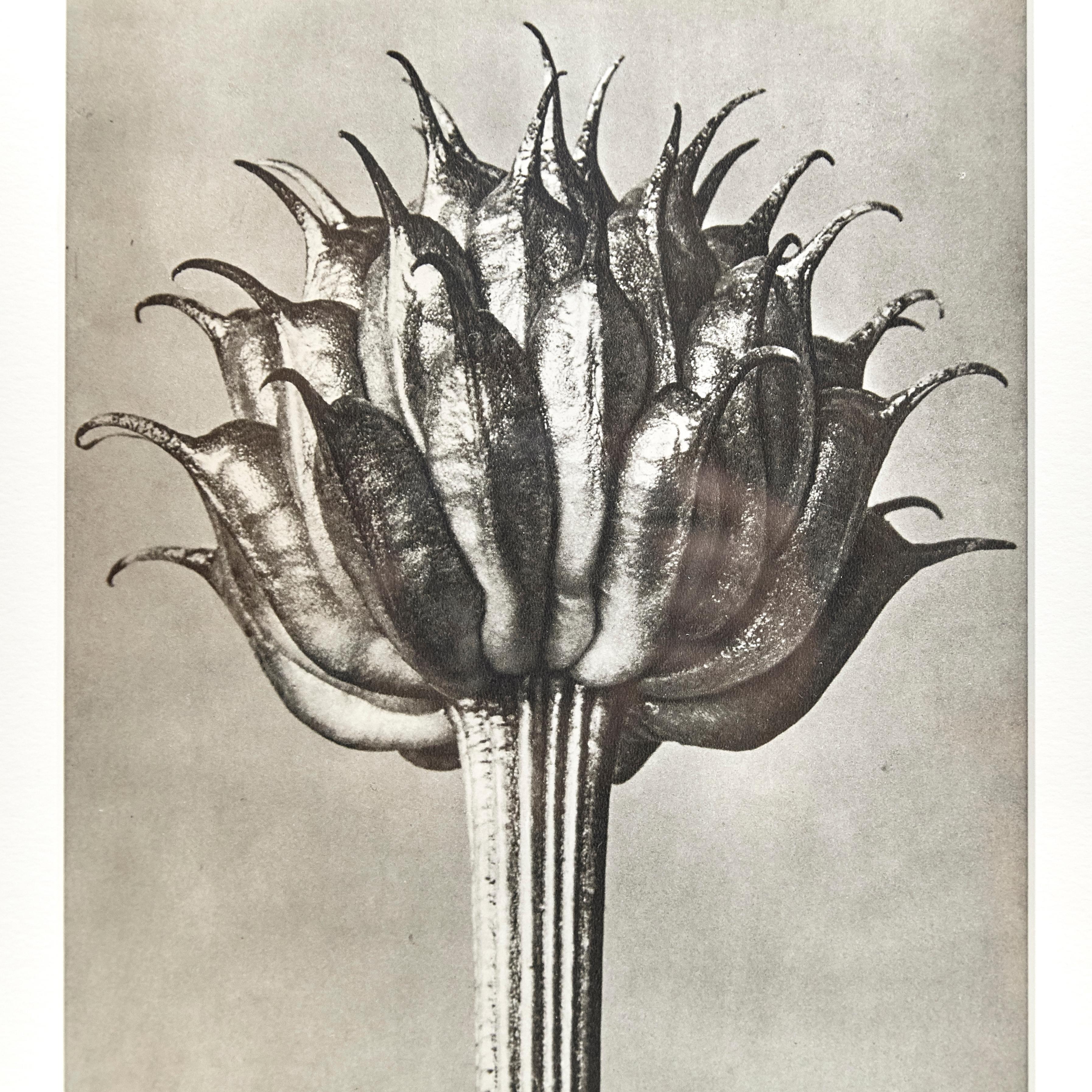 Karl Blossfeldt Black White Flower Photogravure Botanic Photography, 1942 1