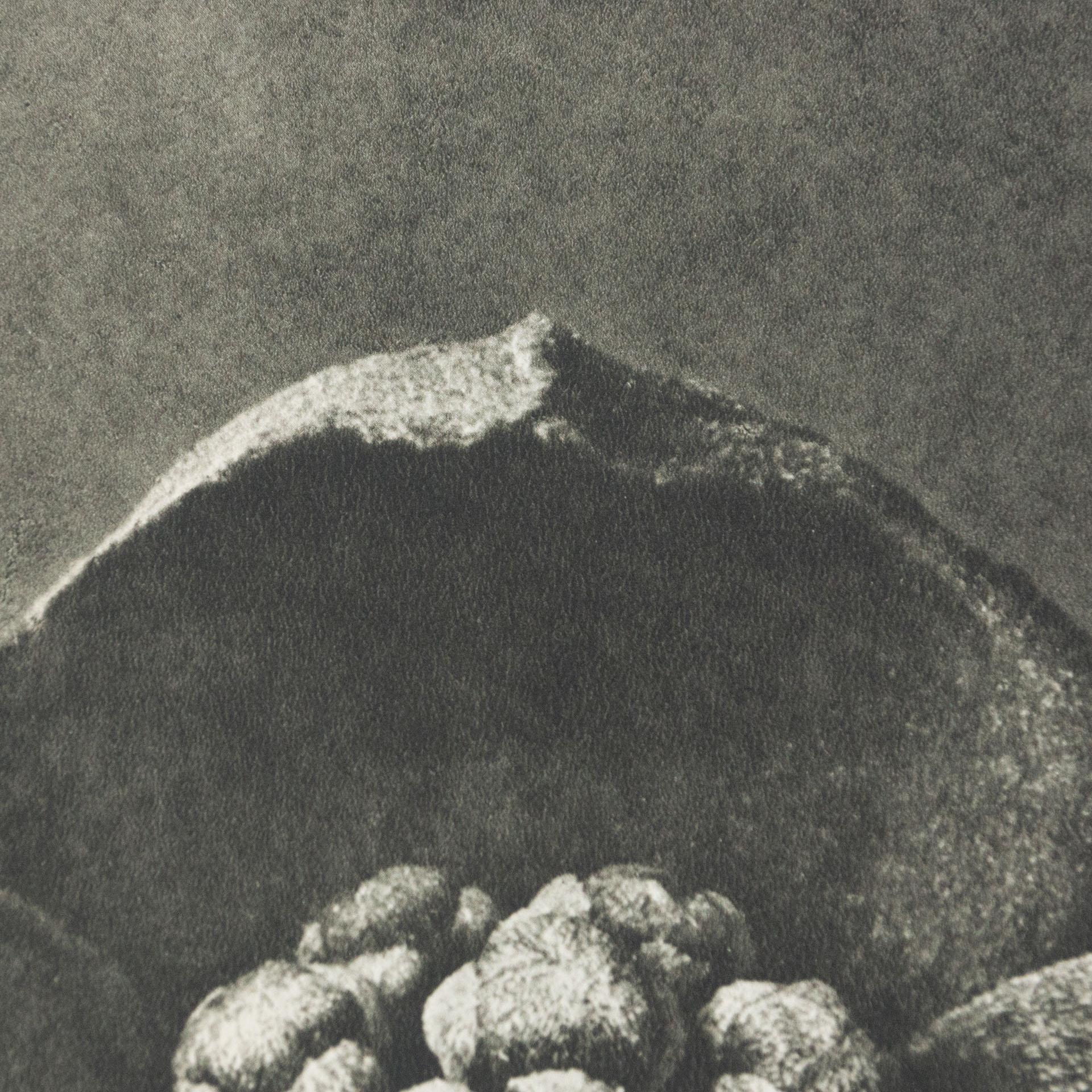 Karl Blossfeldt Schwarz-Weiß-Blumen-Fotogravur, Botanische Fotografie, 1942 im Angebot 1