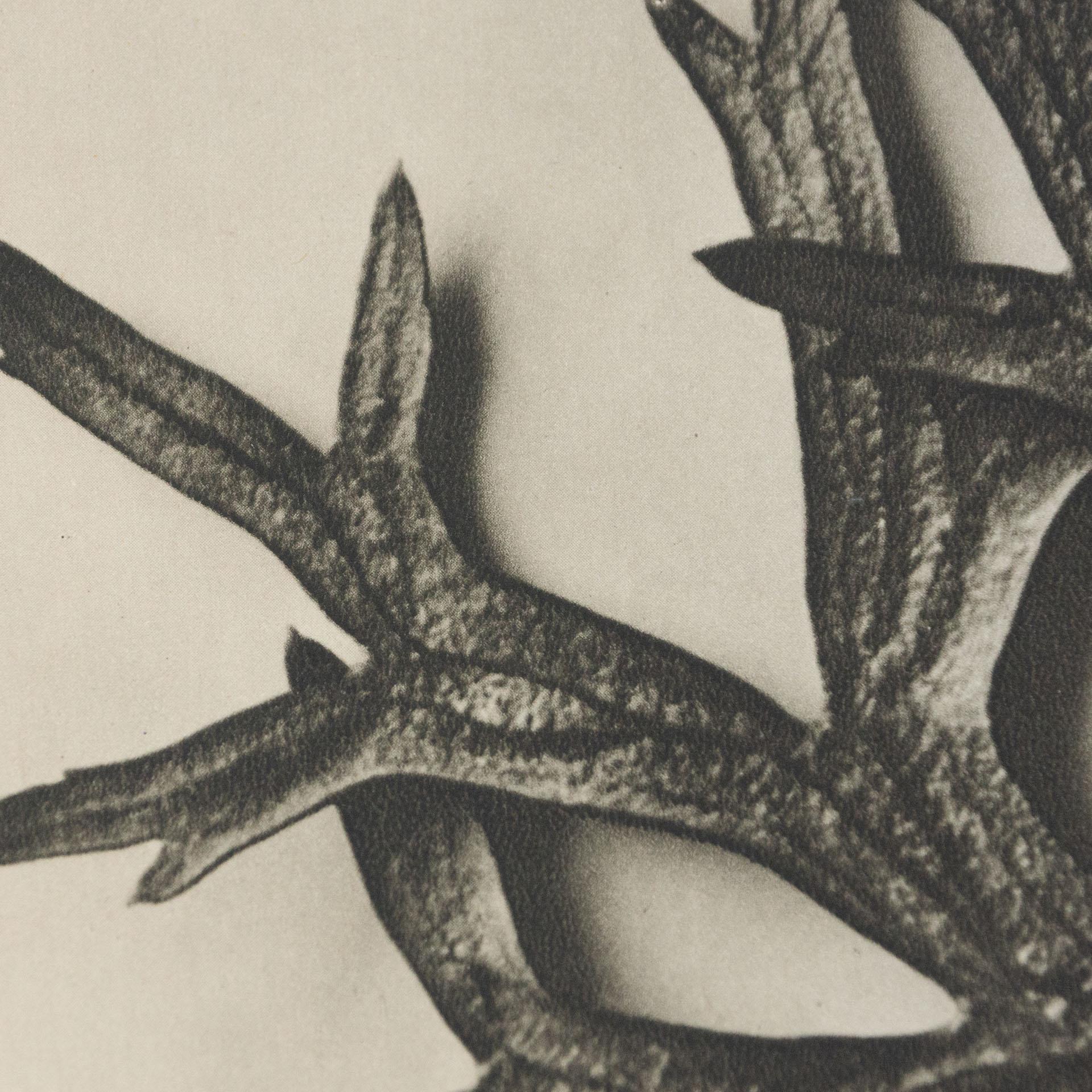 Karl Blossfeldt, photogravure de fleurs noires et blanches, photographie botanique, 1942 en vente 1