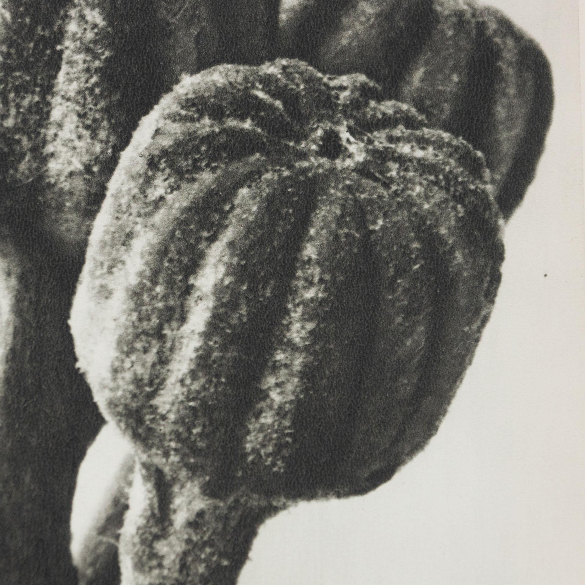 Karl Blossfeldt Black White Flower Photogravure Botanic Photography, 1942 1