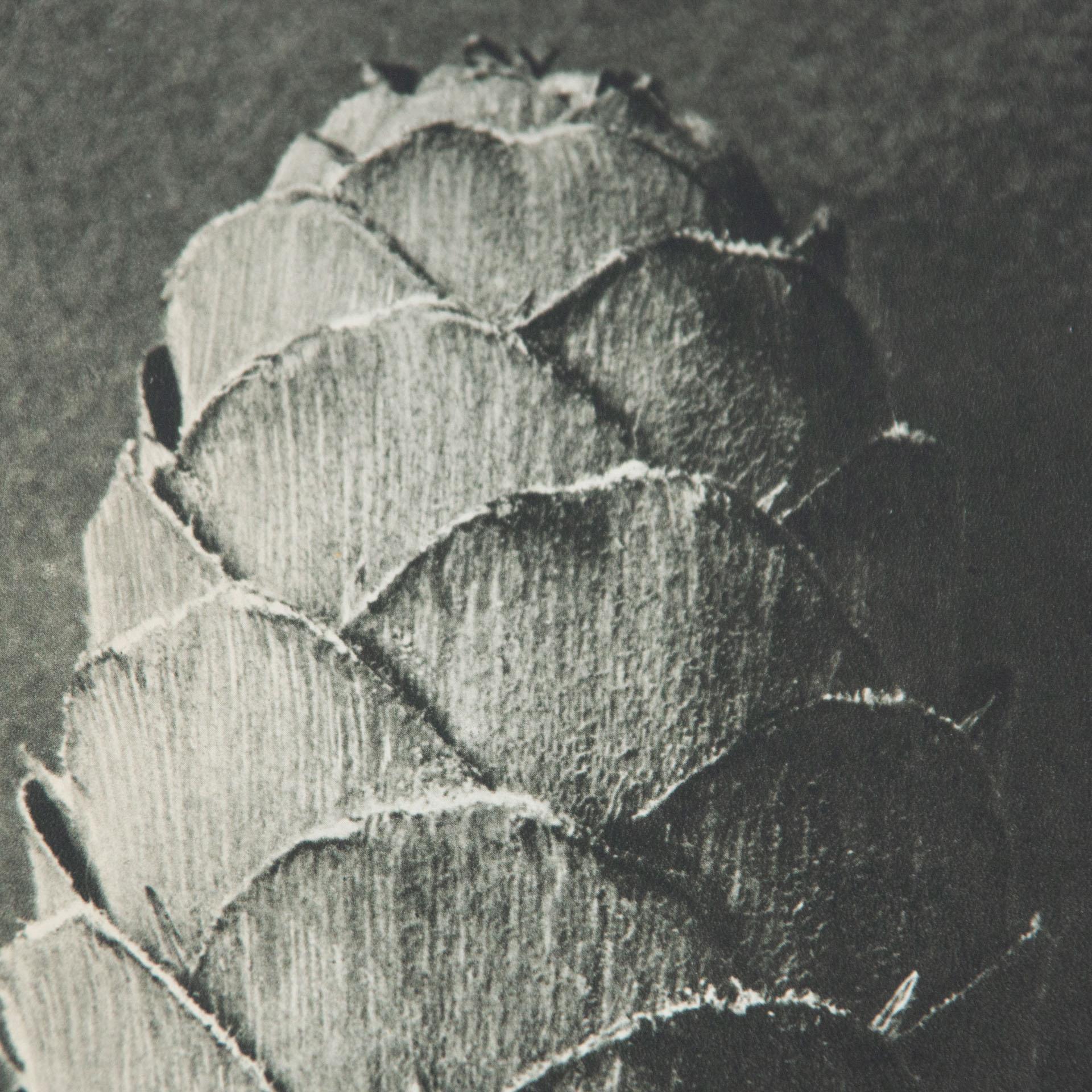 Karl Blossfeldt Black White Flower Photogravure Botanic Photography, 1942 1