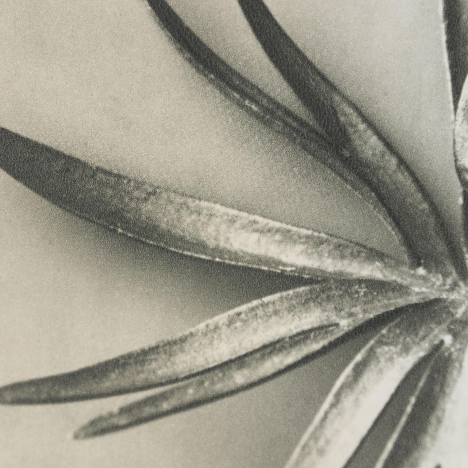 Karl Blossfeldt Black White Flower Photogravure Botanic Photography, 1942 1