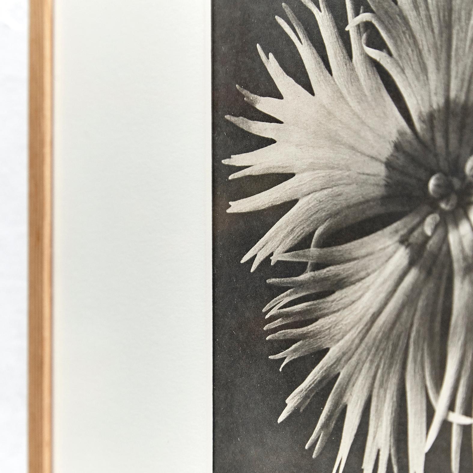 Karl Blossfeldt Black White Flower Photogravure Botanic Photography, 1942 For Sale 1