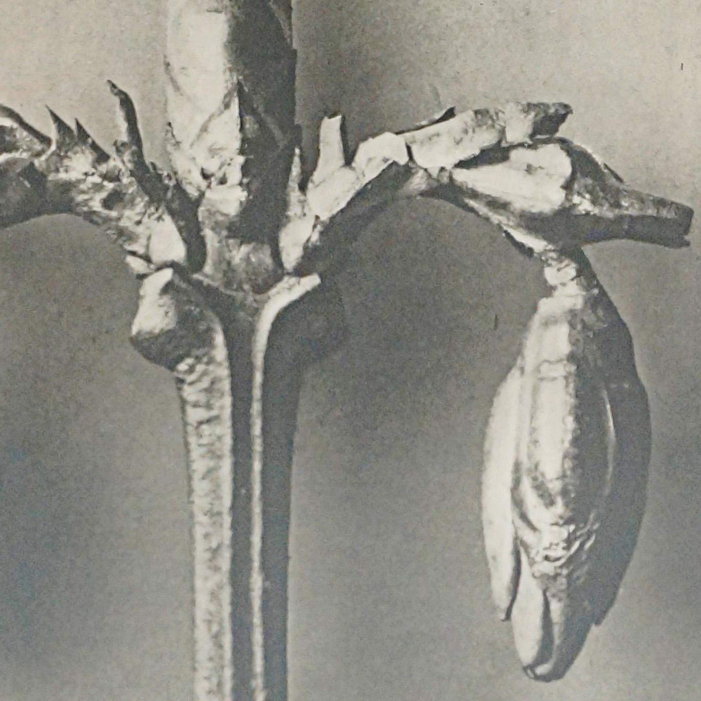 Karl Blossfeldt Schwarz-Weiß-Blumen-Fotogravur, botanische Fotografie, 1942 im Angebot 1