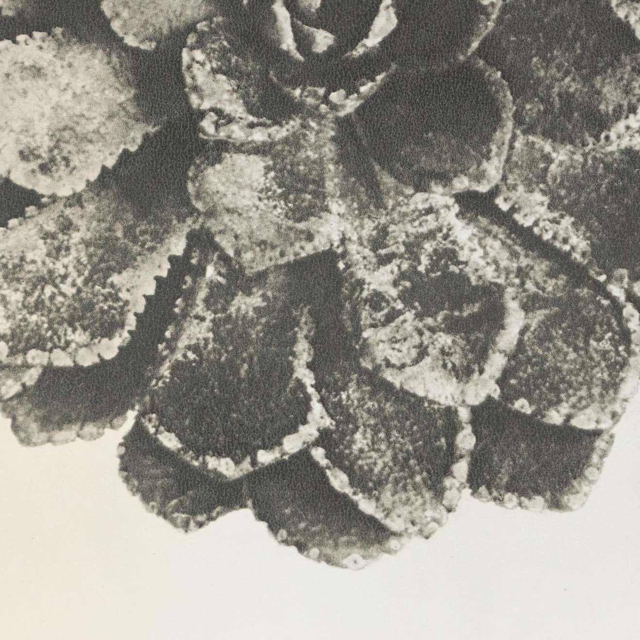 Karl Blossfeldt, photogravure de fleurs noires et blanches, photographie botanique, 1942 en vente 1