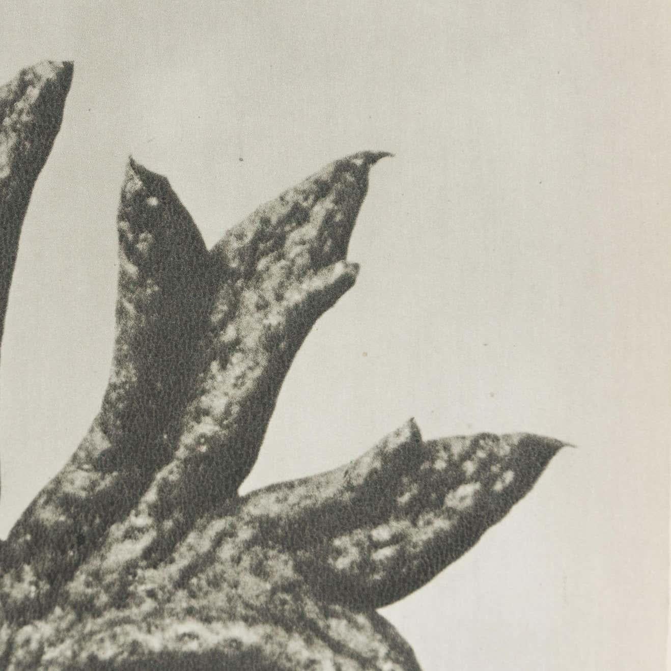 Karl Blossfeldt Fotografia botanica in bianco e nero con fiori, 1942 in vendita 1