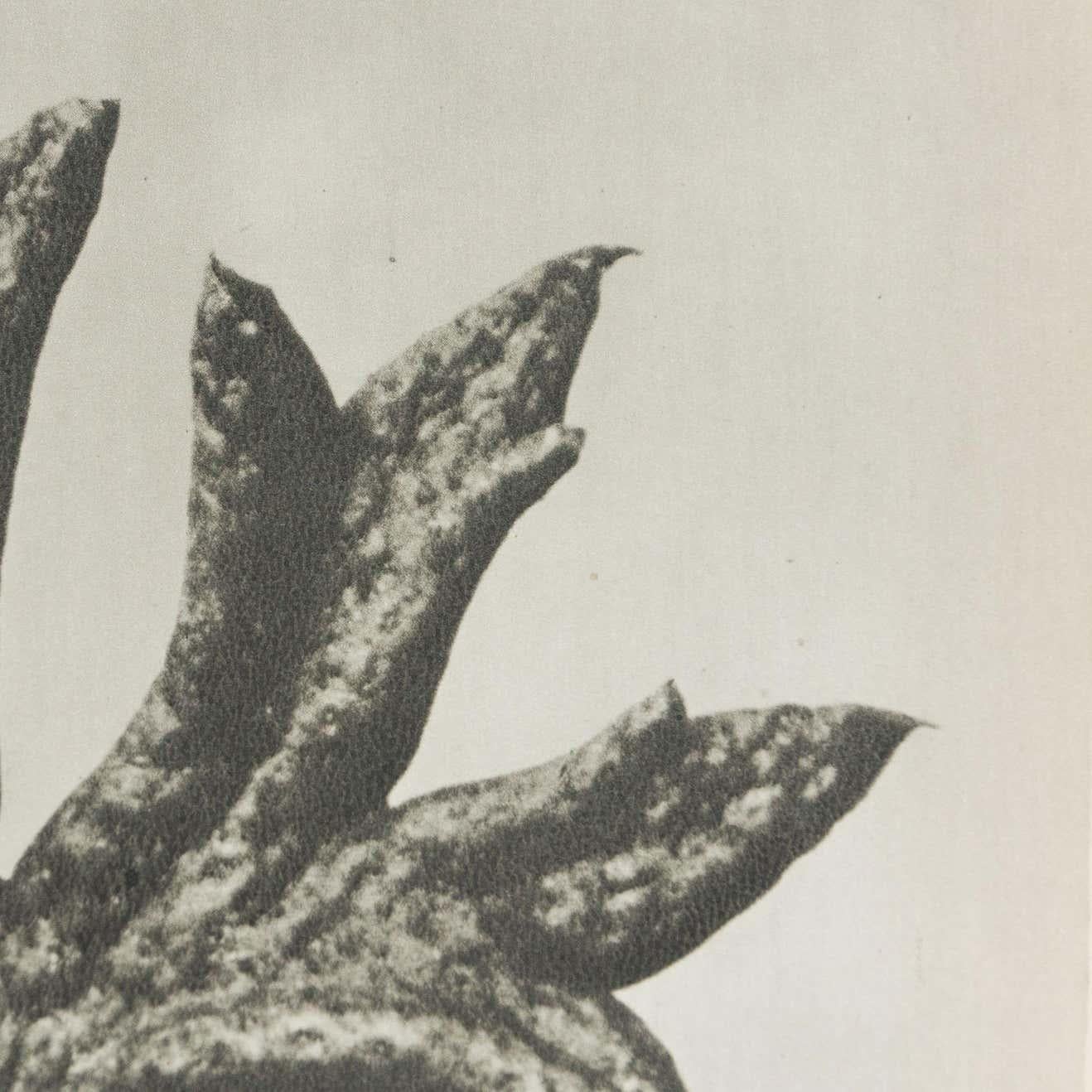 Karl Blossfeldt Black White Flower Photogravure Botanic Photography, 1942 For Sale 1