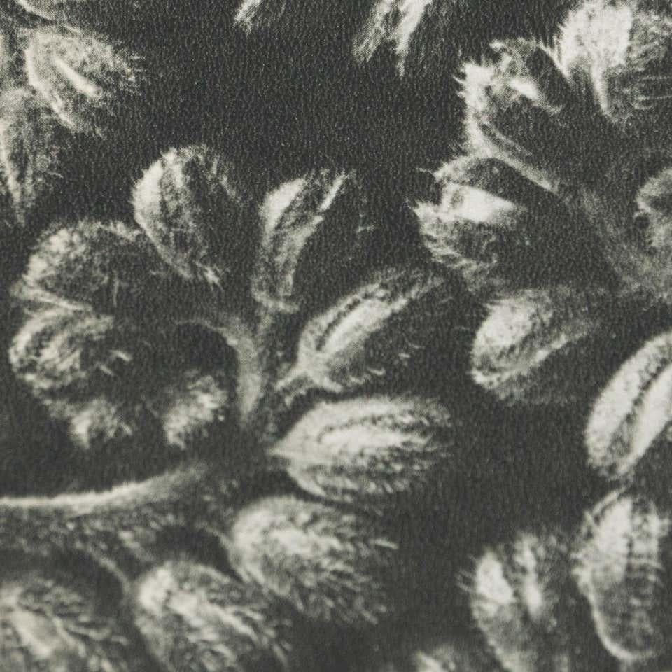 Karl Blossfeldt, photogravure de fleurs noires et blanches, photographie botanique, 1942 en vente 1