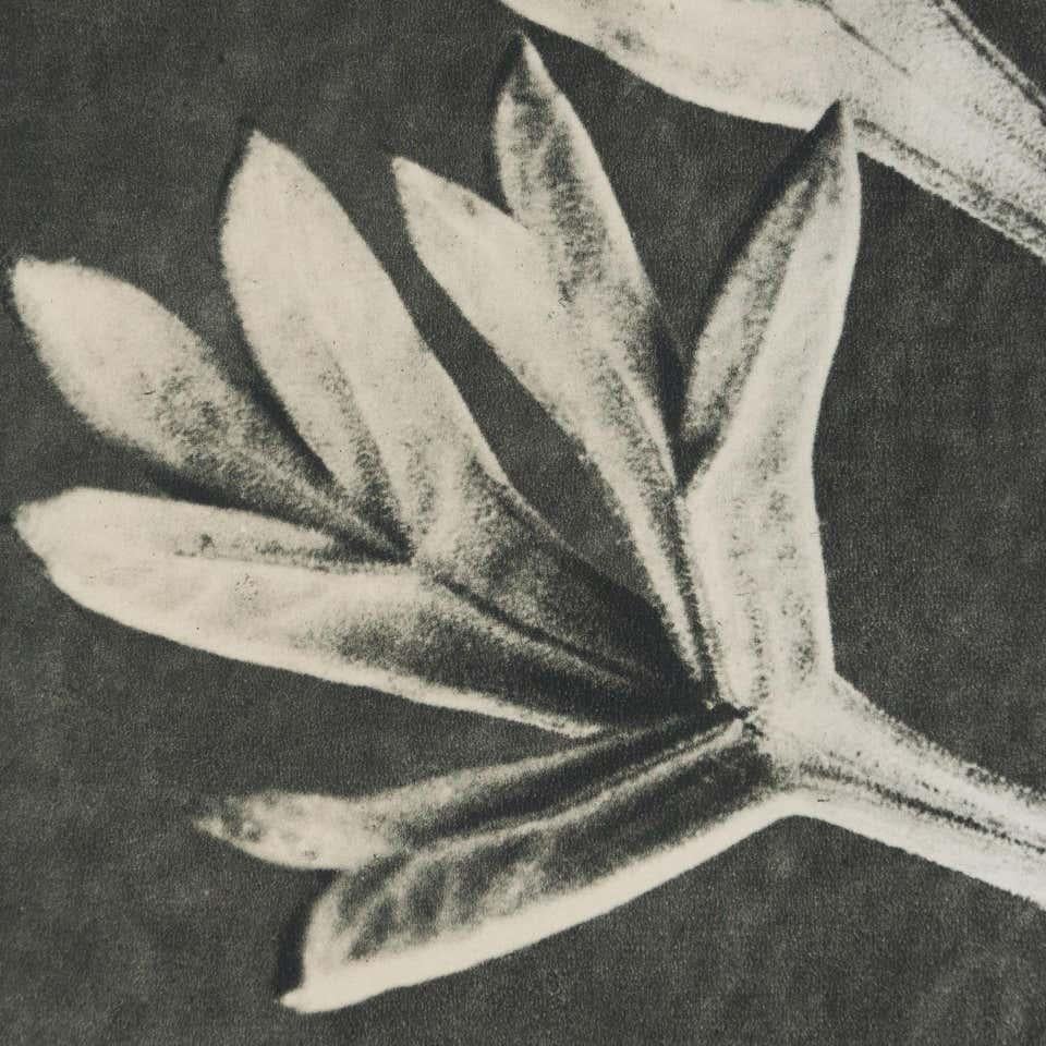 Karl Blossfeldt, photogravure de fleurs noires et blanches, photographie botanique, 1942 en vente 1