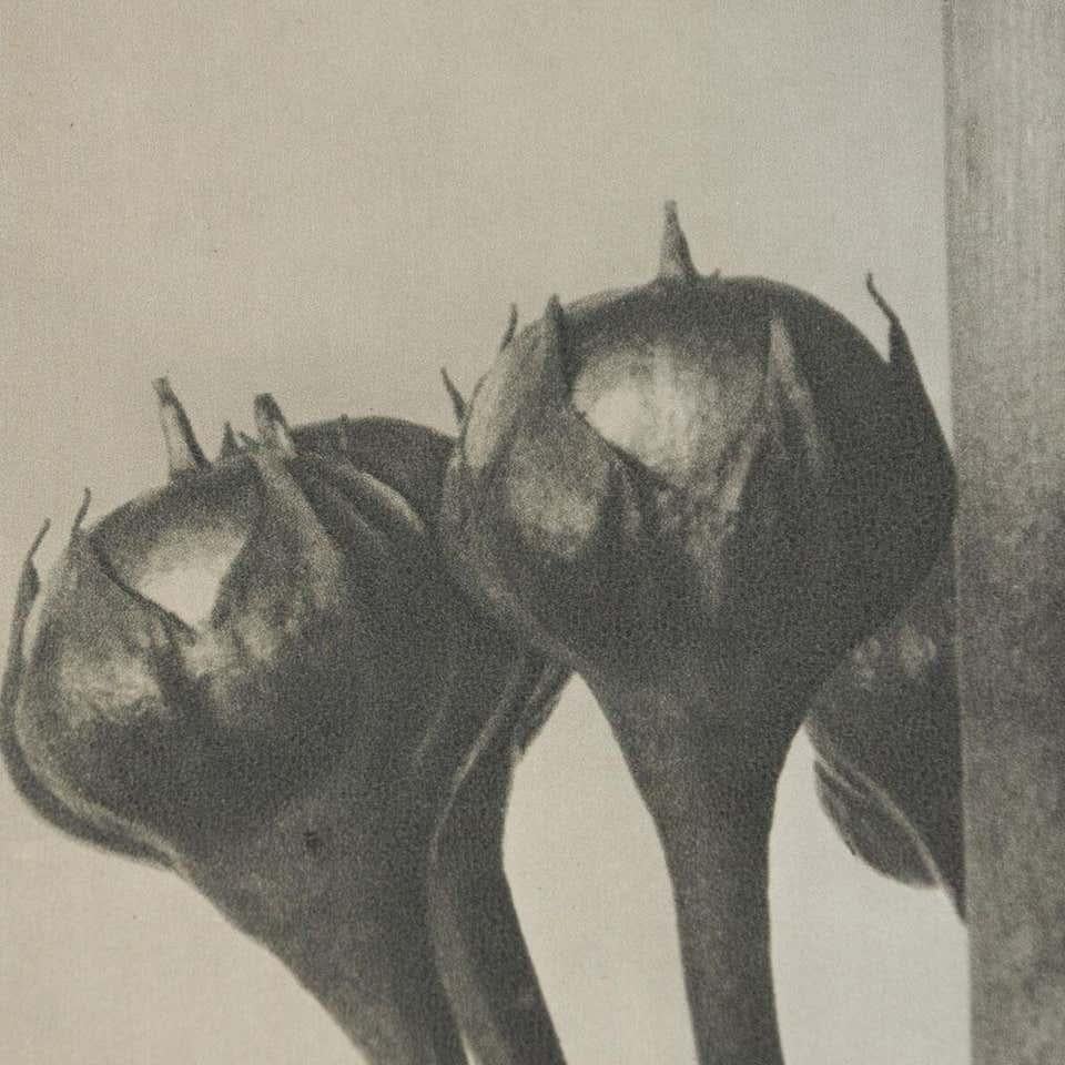 Karl Blossfeldt Schwarz-Weiß-Blumen-Fotogravur, Botanische Fotografie, 1942 im Angebot 1