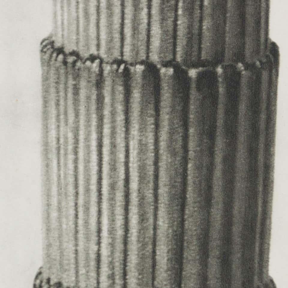Karl Blossfeldt Fotograbado blanco negro de flores Fotografía botánica, 1942 en venta 1