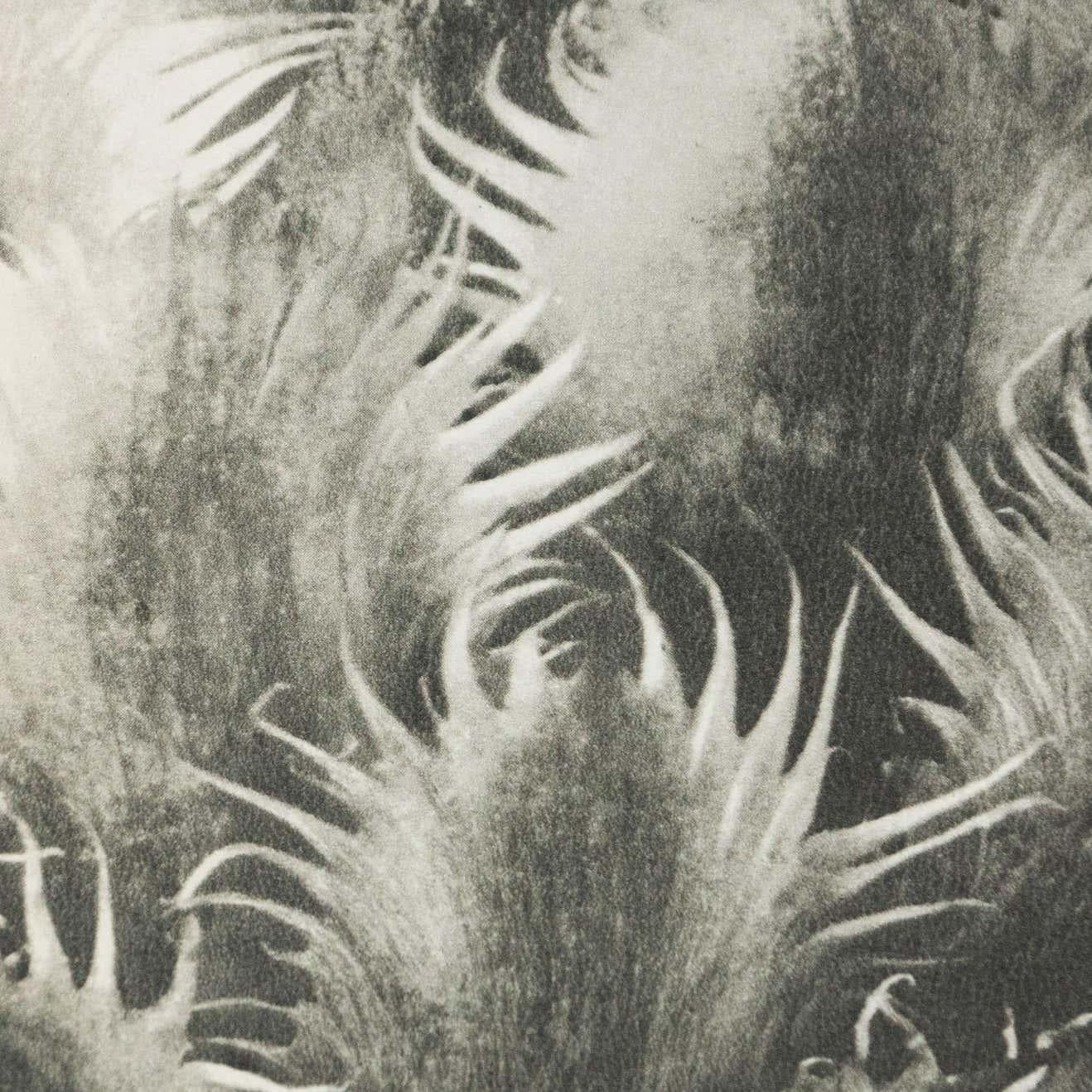 Karl Blossfeldt Schwarz-Weiß-Blumen-Fotogravur, botanische Fotografie, 1942 im Angebot 1