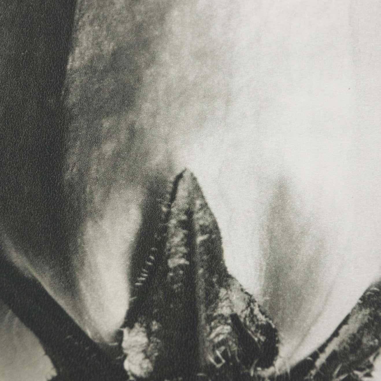 Karl Blossfeldt, photogravure de fleurs noires et blanches, photographie botanique, 1942 en vente 1