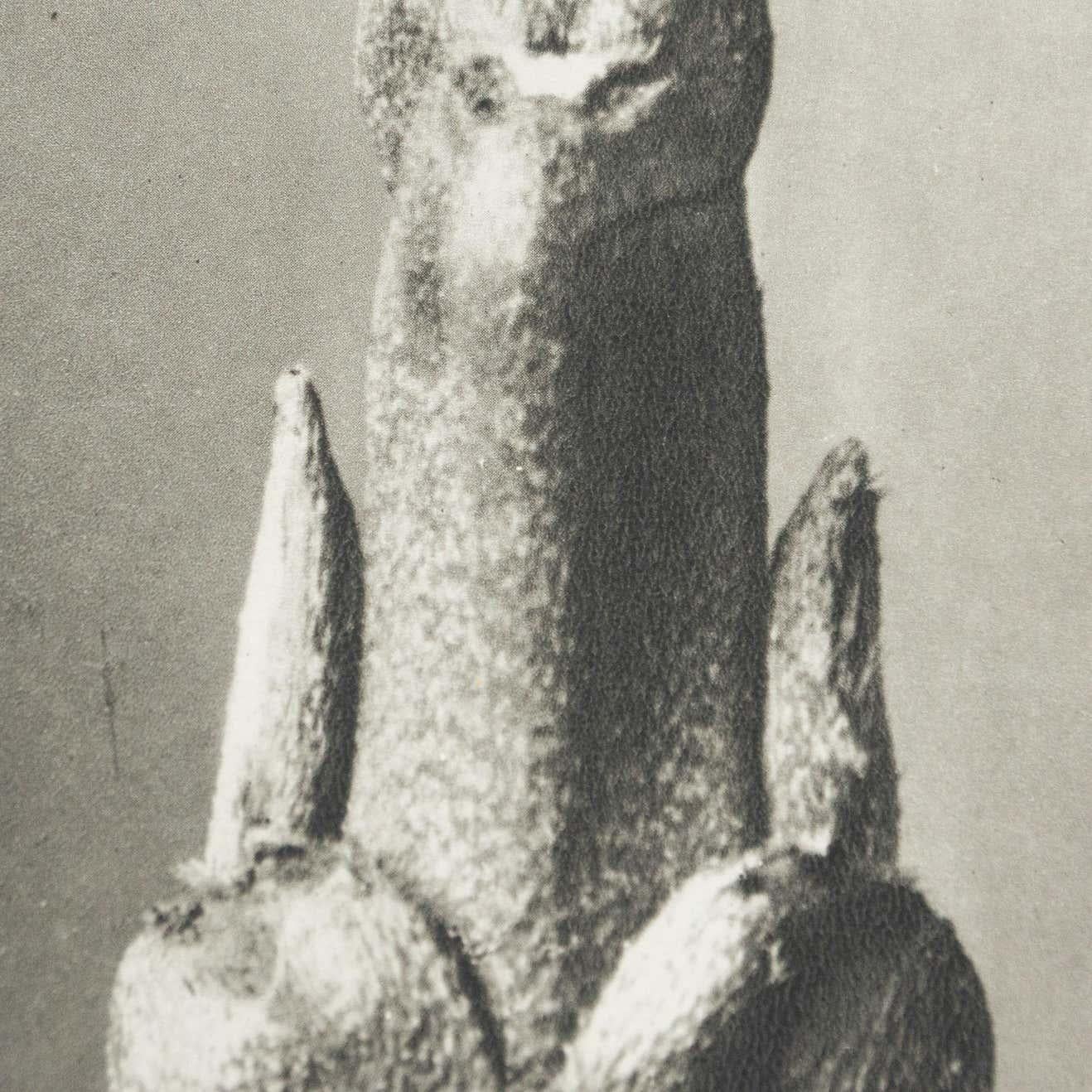 Karl Blossfeldt Fotografia botanica in bianco e nero con fiori, 1942 in vendita 1