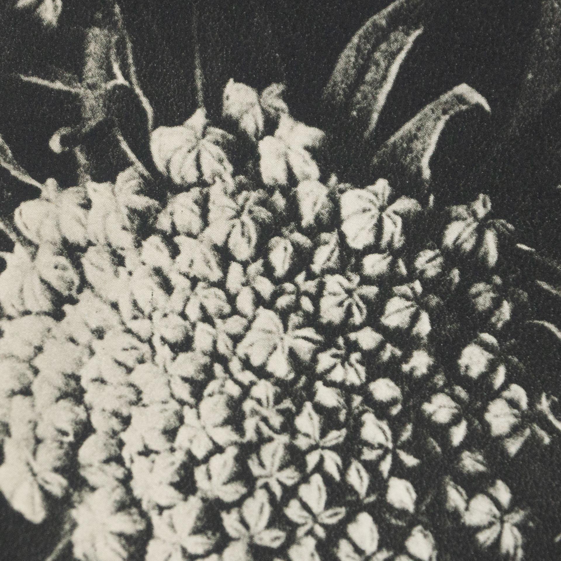 Karl Blossfeldt Black White Flower Photogravure Botanic Photography, 1942 2