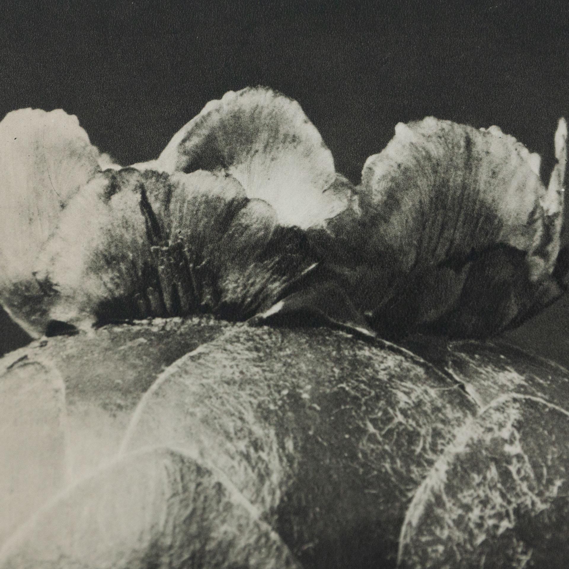 Karl Blossfeldt Black White Flower Photogravure Botanic Photography, 1942 2