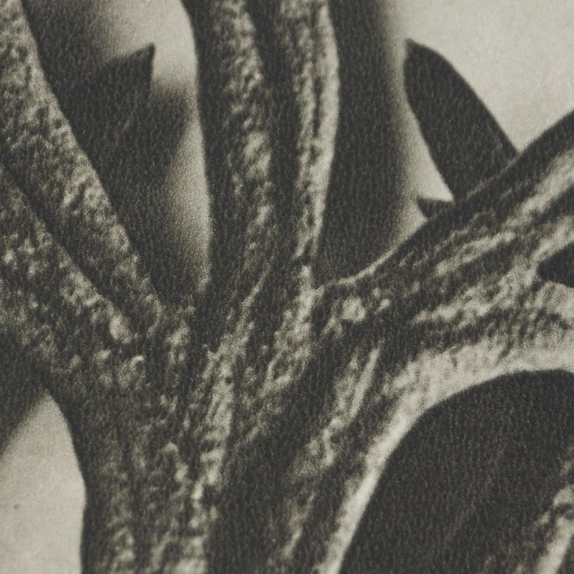 Karl Blossfeldt, photogravure de fleurs noires et blanches, photographie botanique, 1942 en vente 2