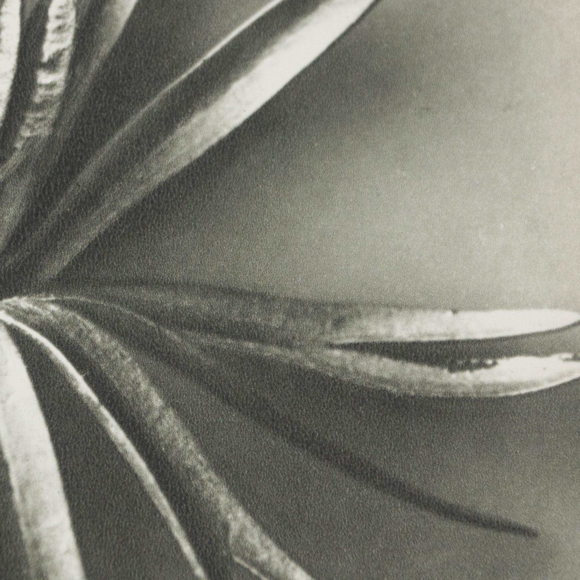 Karl Blossfeldt Black White Flower Photogravure Botanic Photography, 1942 2