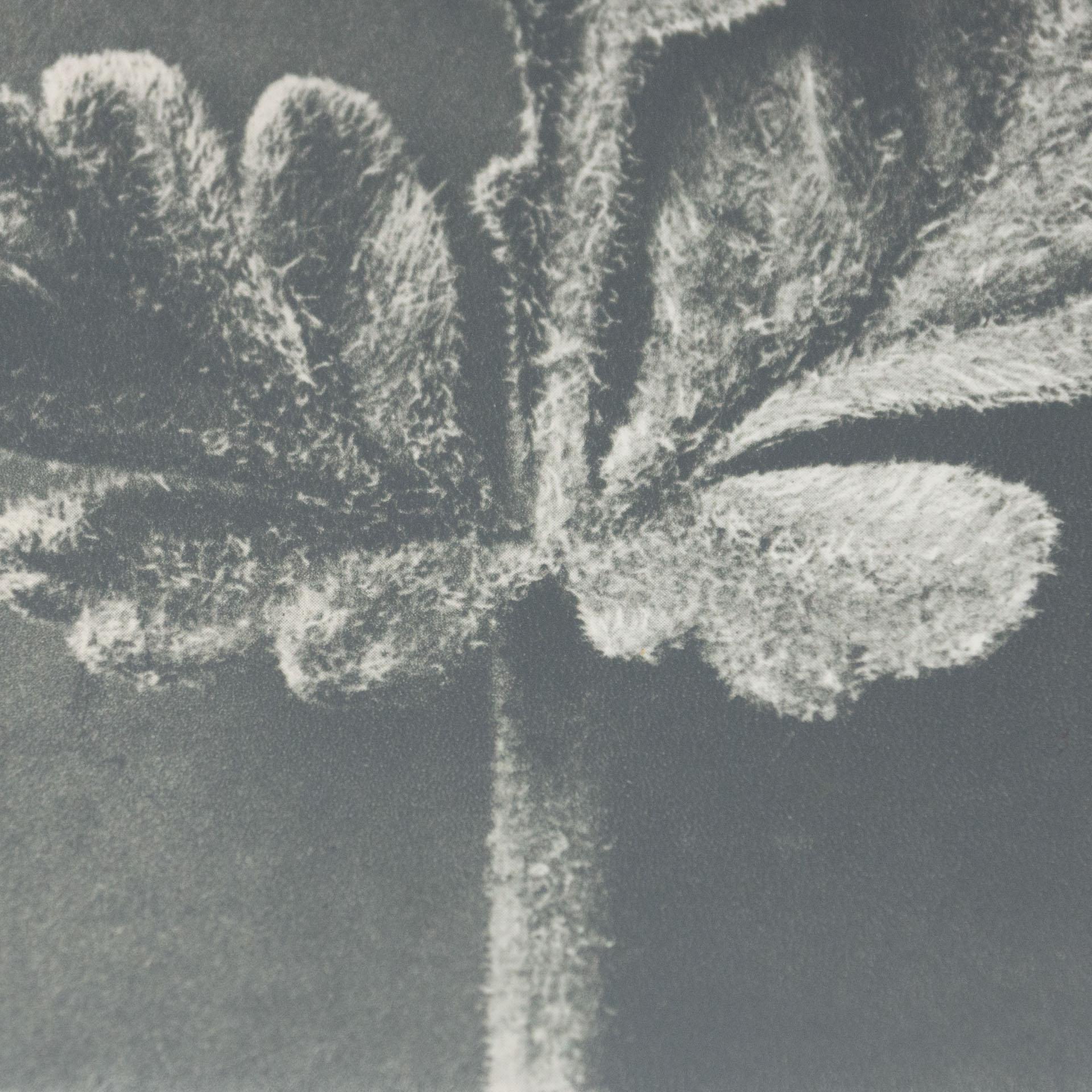 Karl Blossfeldt, photogravure de fleurs noires et blanches, photographie botanique, 1942 en vente 2