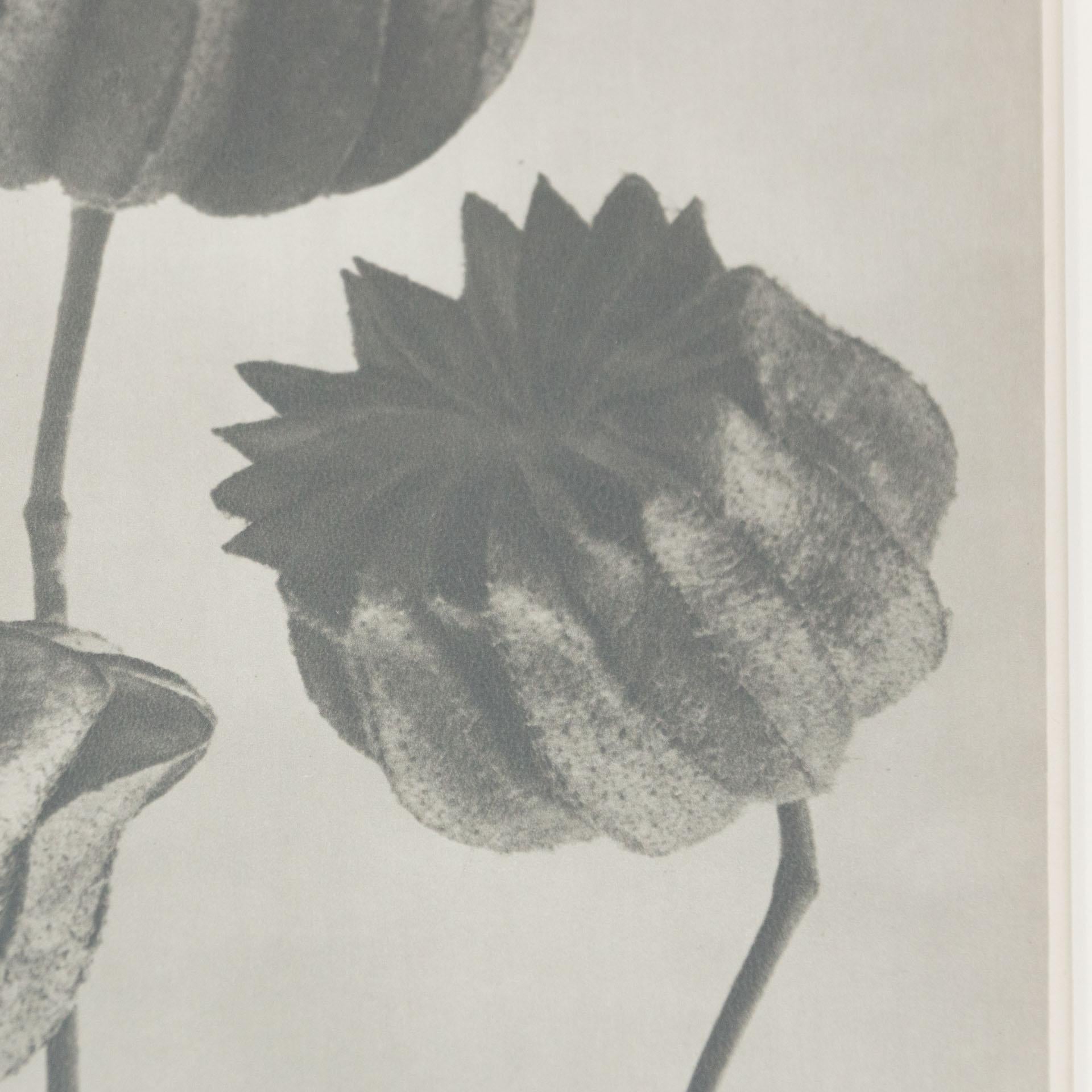Karl Blossfeldt Black White Flower Photogravure Botanic Photography, 1942 2
