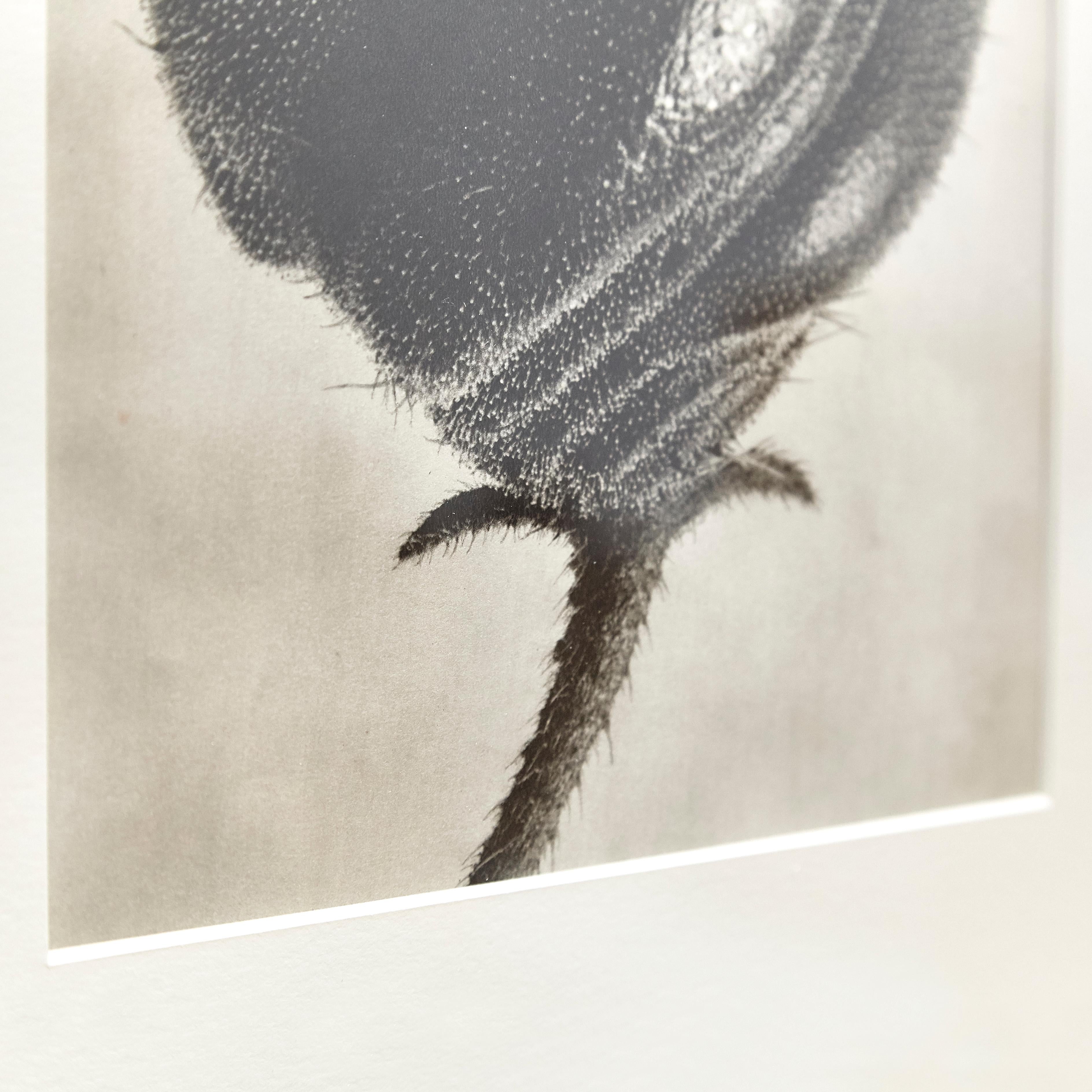 Karl Blossfeldt 1942 B&W Botanic Photogravure - Iconic Floral Art Photography For Sale 2